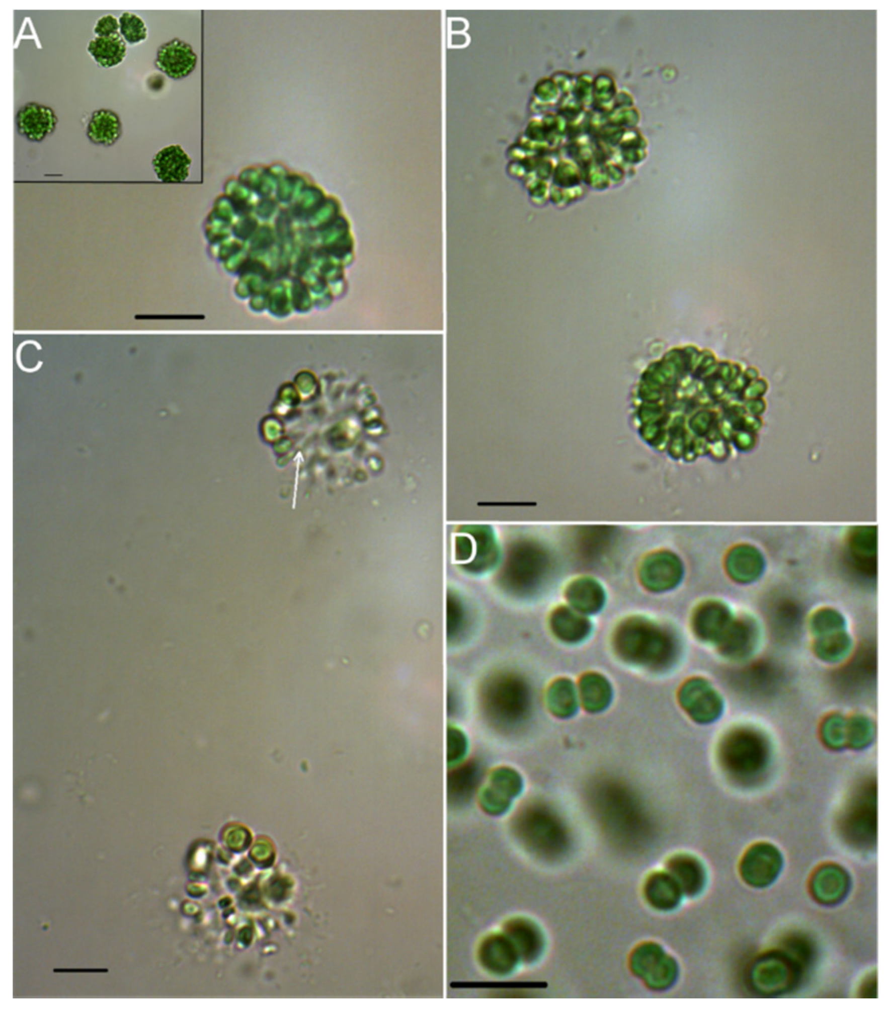 Toxins 08 00108 g002 1024