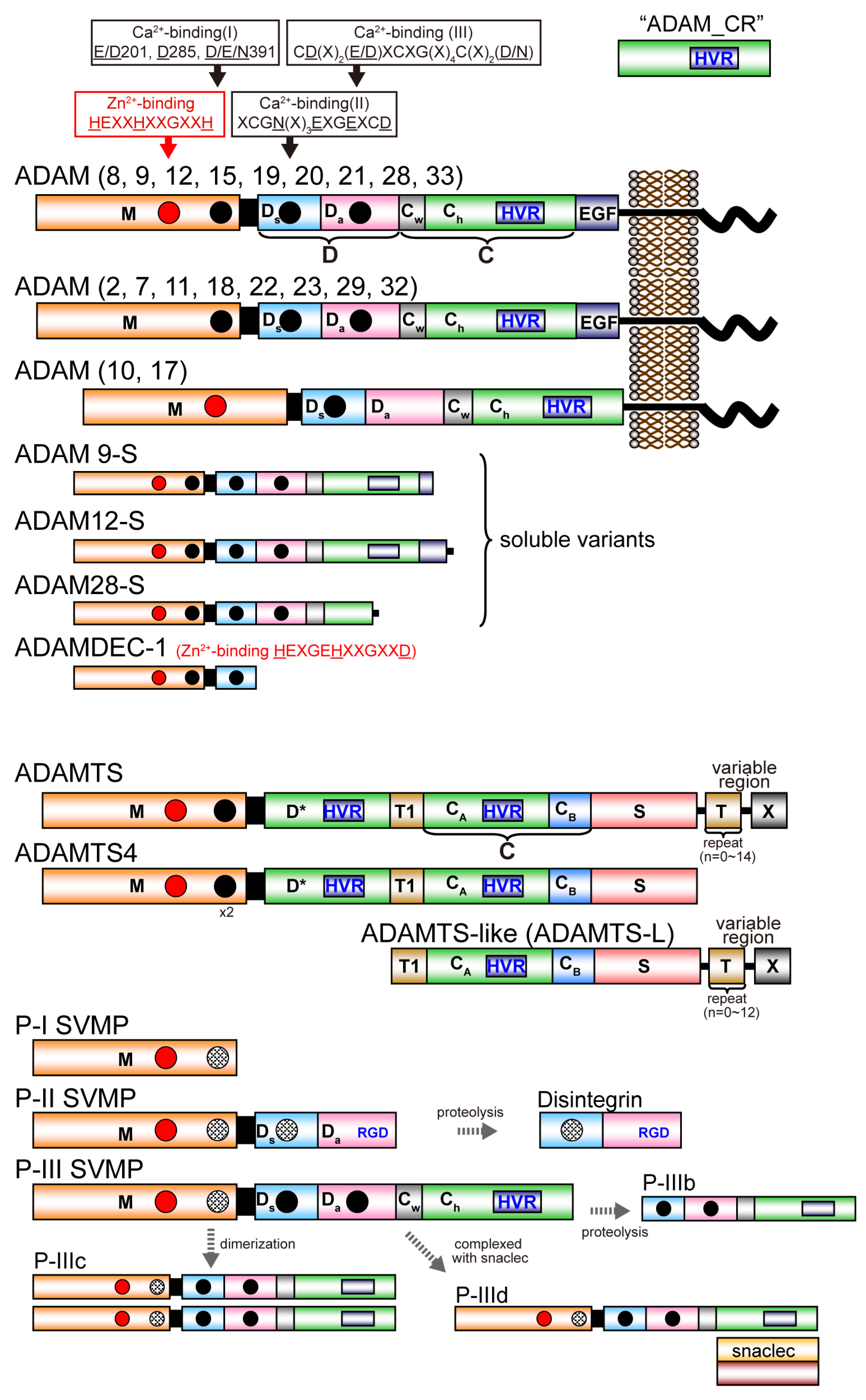 Toxins Free Full Text Adam And Adamts Family Proteins And Snake Venom Metalloproteinases A Structural Overview Html