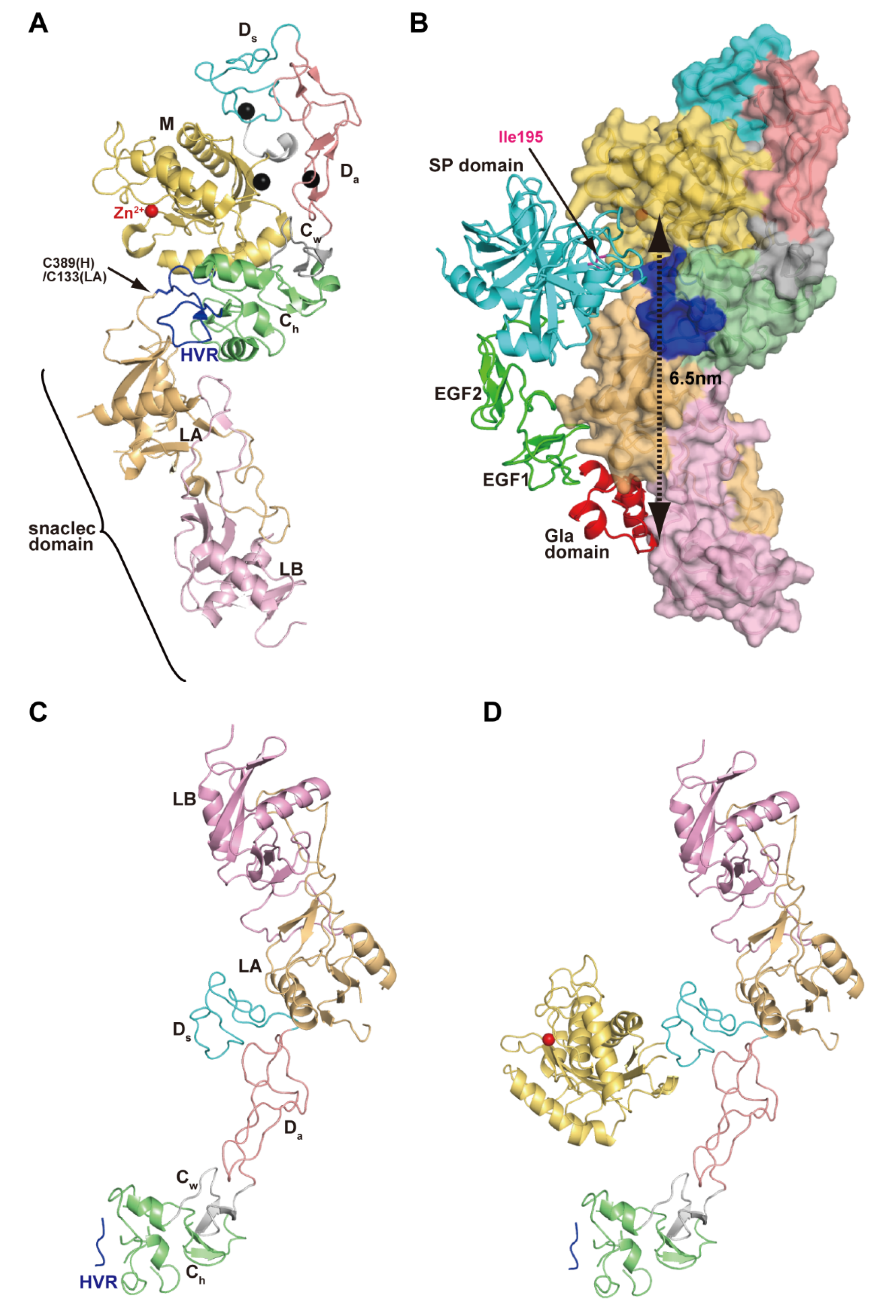 Toxins Free Full Text Adam And Adamts Family Proteins And Snake Venom Metalloproteinases A Structural Overview Html Toxins Free Full Text Adam And Adamts Family Proteins And Snake Venom Metalloproteinases A Structural Overview Html