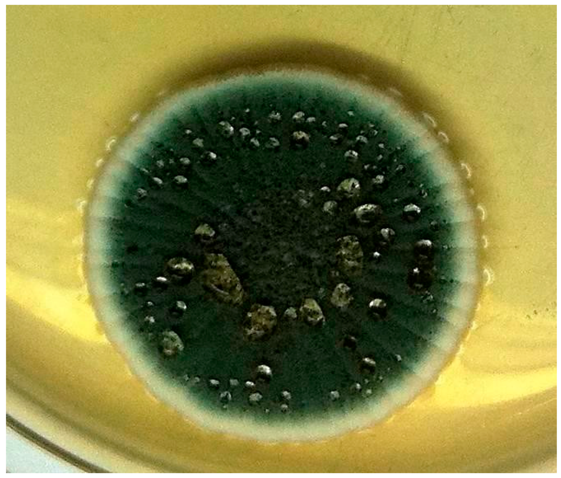 Зелёная плесень это пенициллин. Пеницилл микрофотография. Плесень пенициллиум. Зеленая плесень пенициллиум. Плесень на семенах