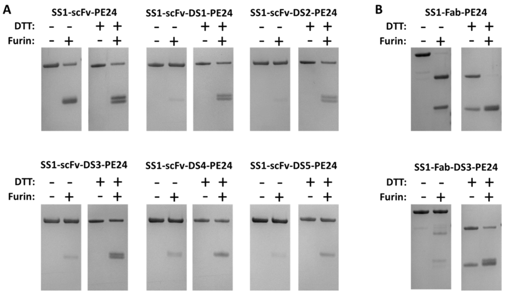 Toxins 08 00217 g002 1024