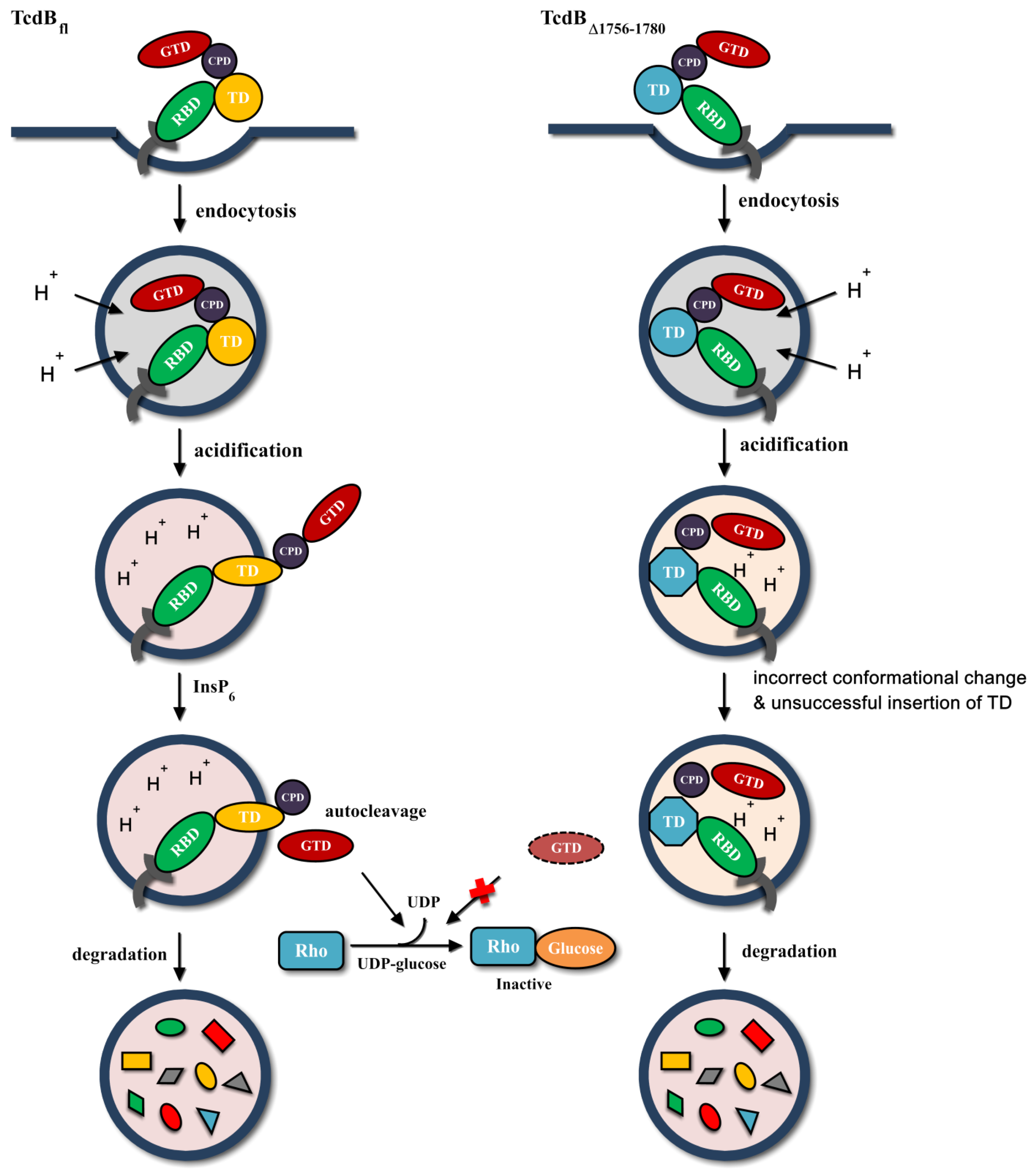 gene toxin b