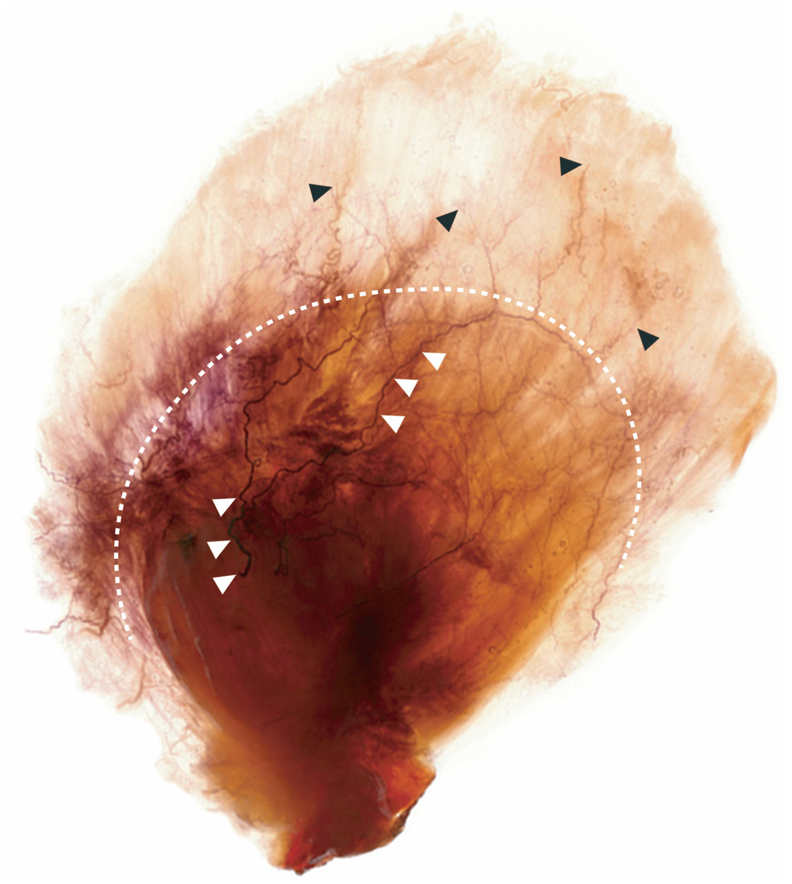 Toxins 08 00265 g005