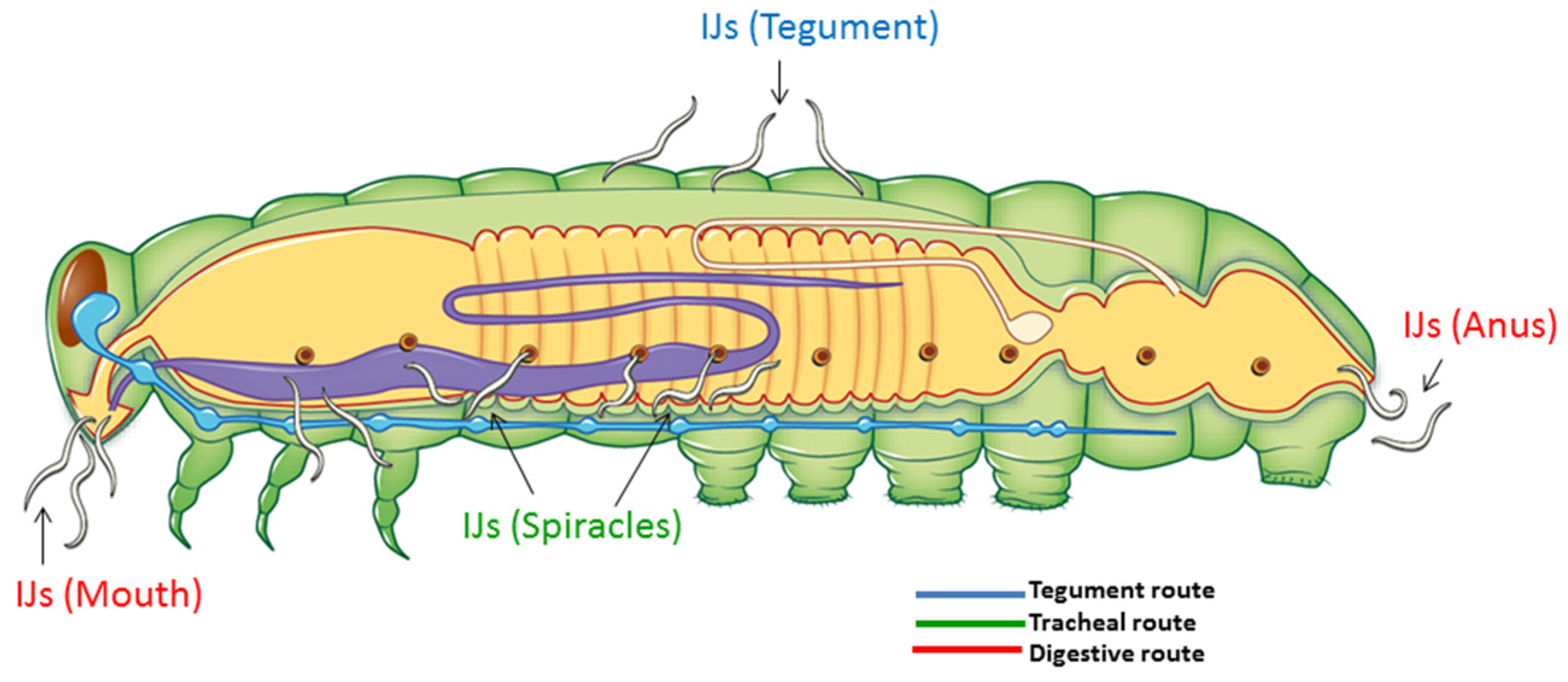 Toxins 08 00287 g003 550