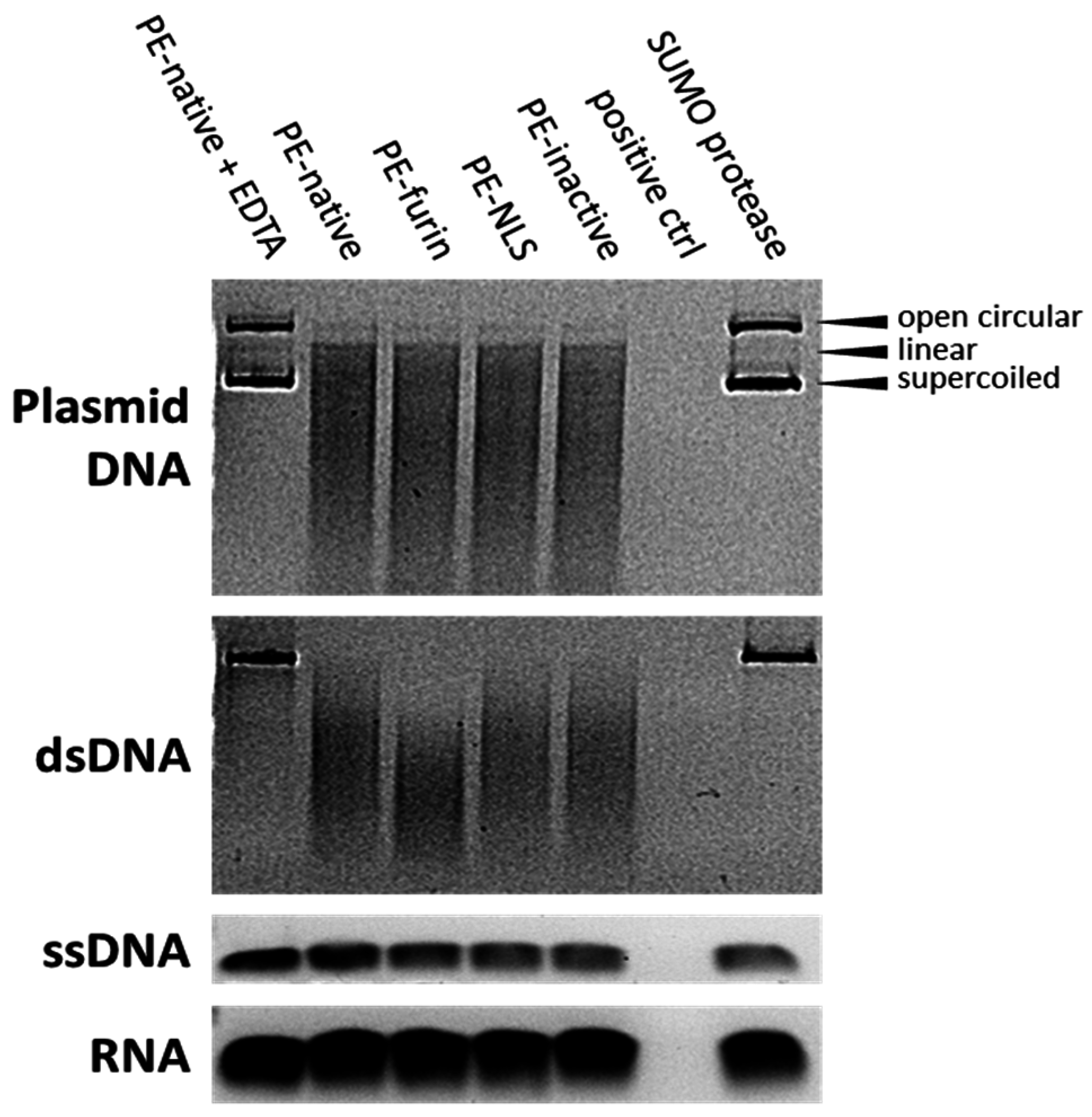 Toxins 08 00321 g006
