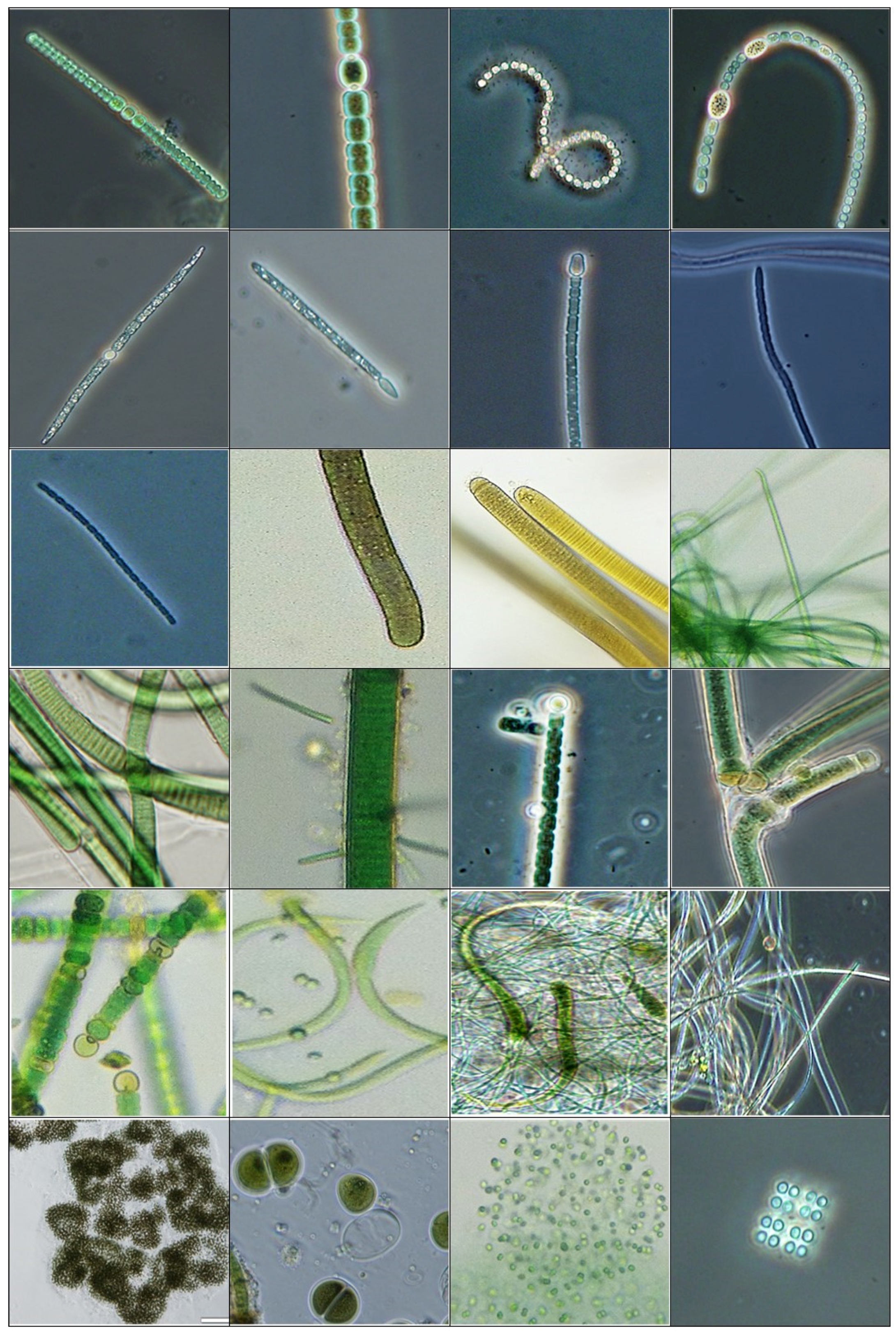 Toxins 09 00095 g001
