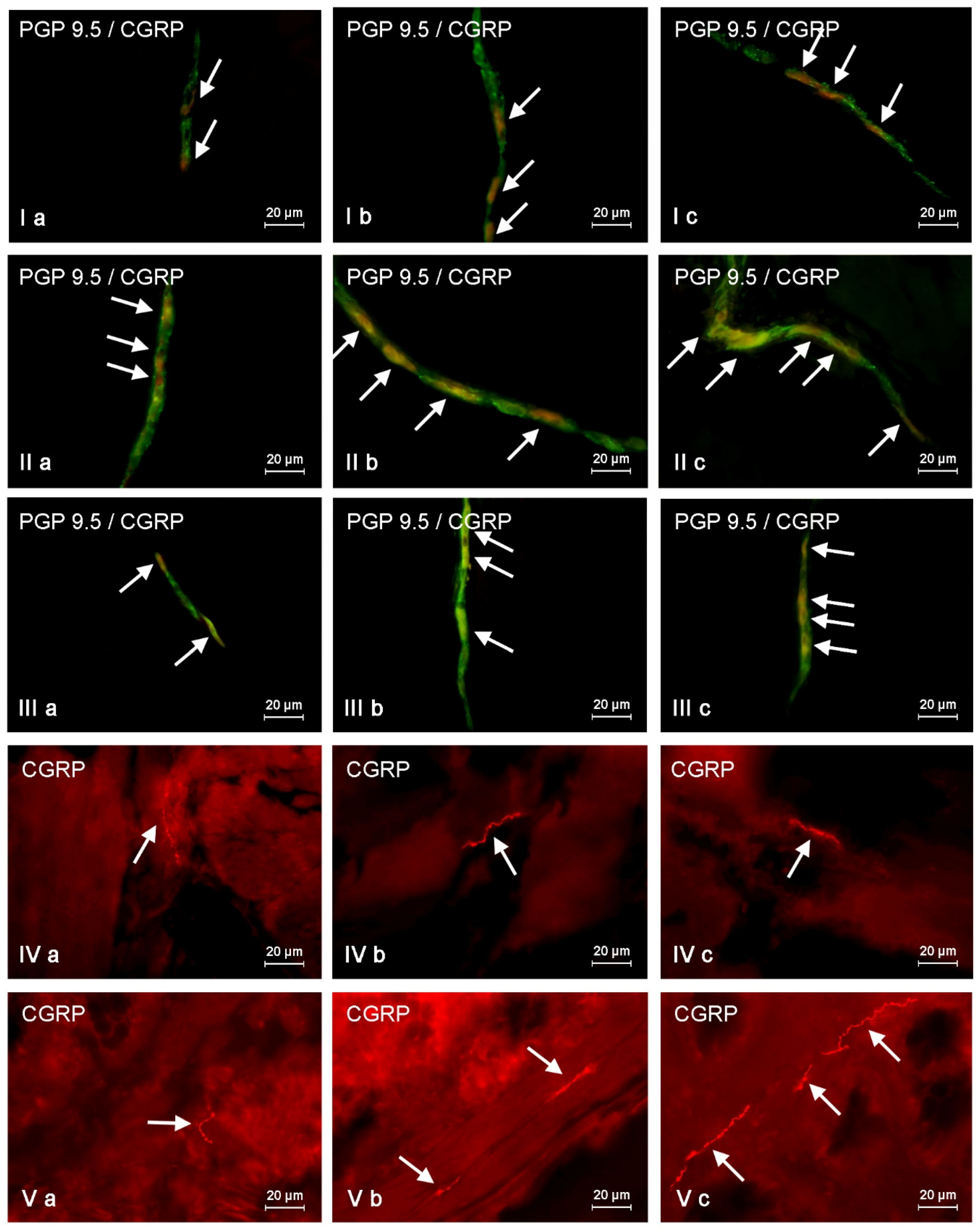 Toxins 09 00098 g001