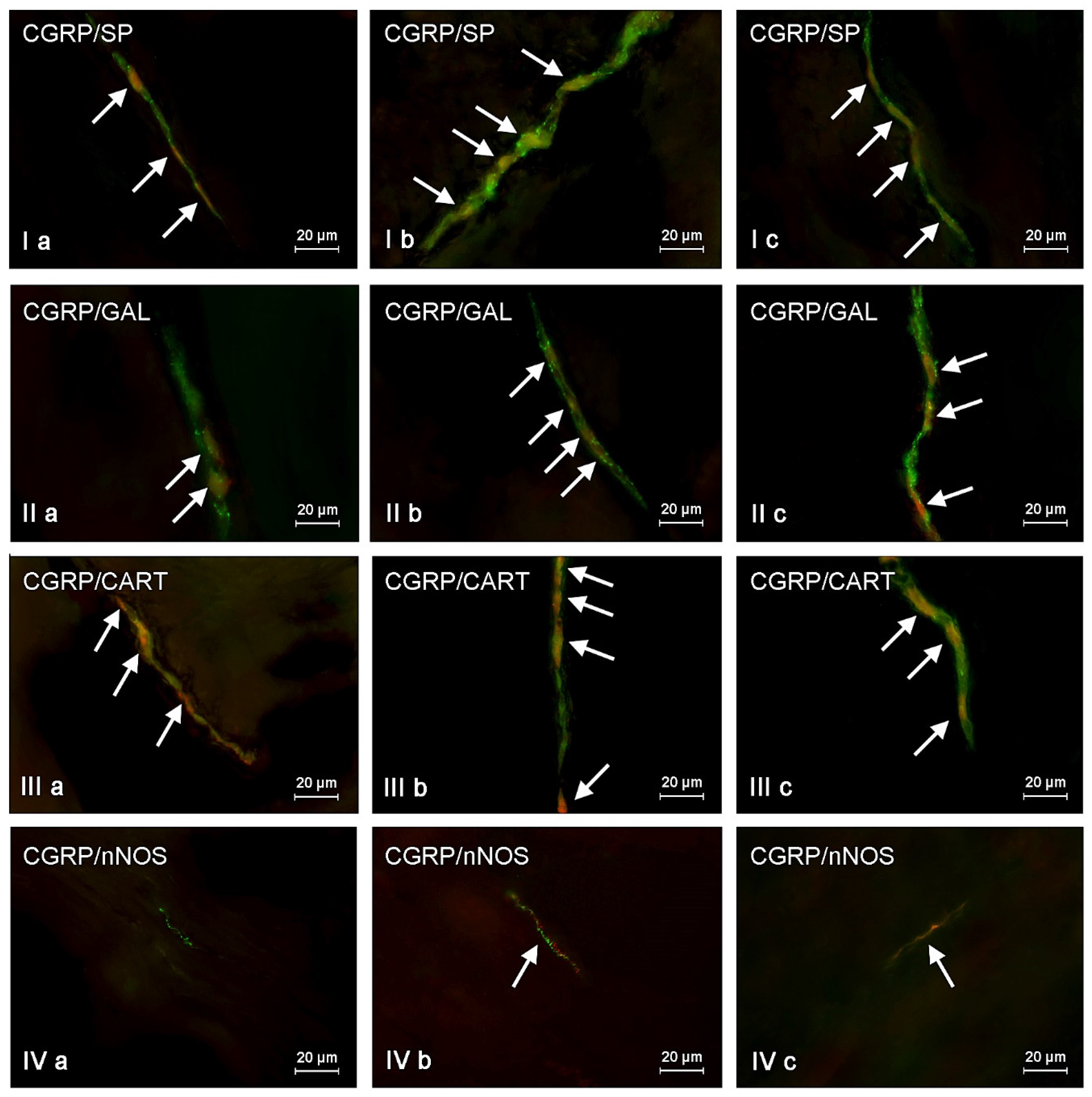 Toxins 09 00098 g002