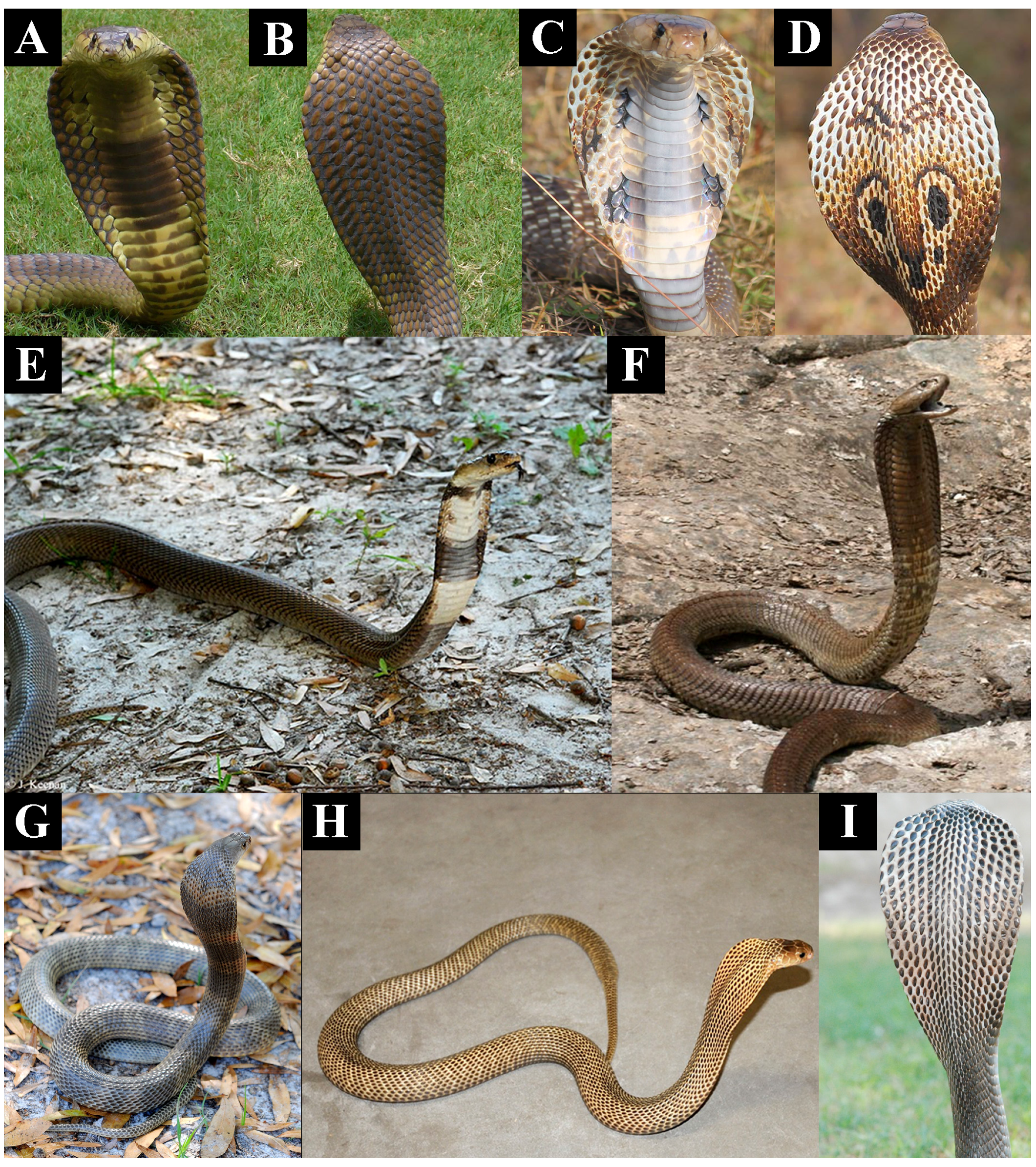 hooded cobra - Google Search  King cobra snake, Cobra snake, Cobra