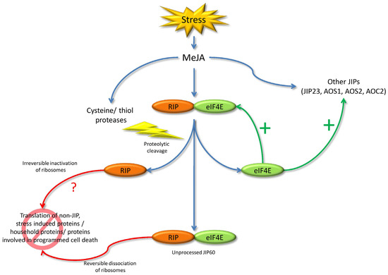Toxins Free Full Text Extensive Evolution Of Cereal Ribosome Inactivating Proteins Translates Into Unique Structural Features Activation Mechanisms And Physiological Roles Html