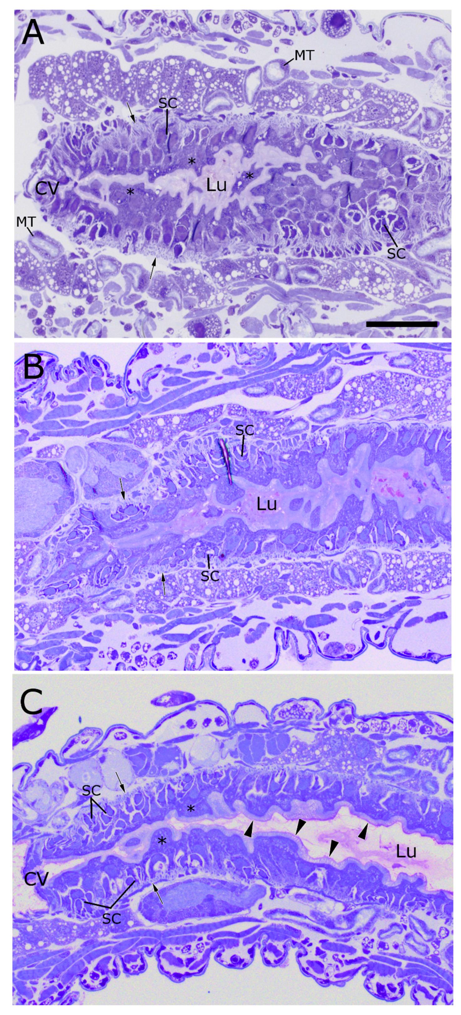 Toxins 09 00156 g005