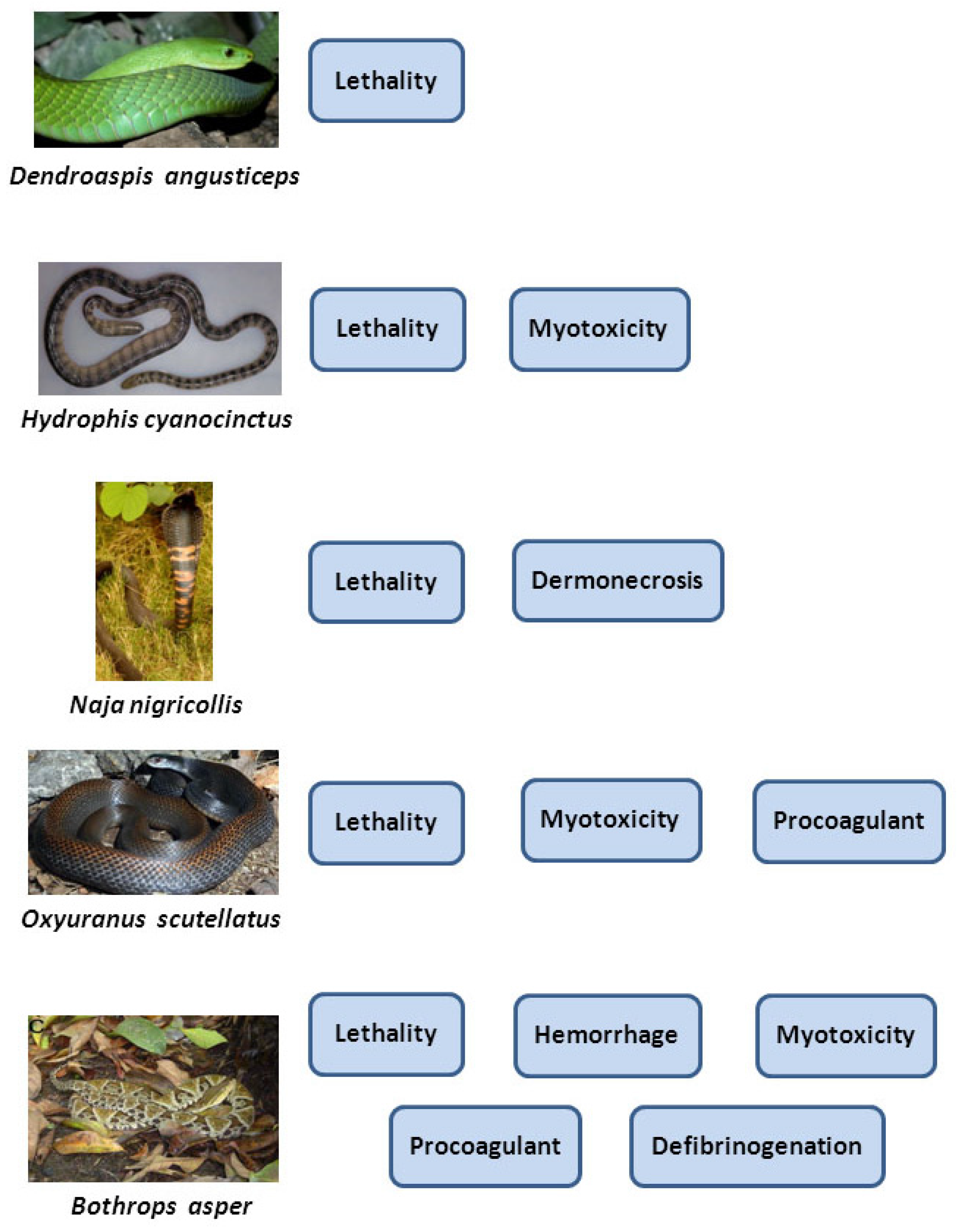 Snake Venomics of the Central American Rattlesnake Crotalus simus