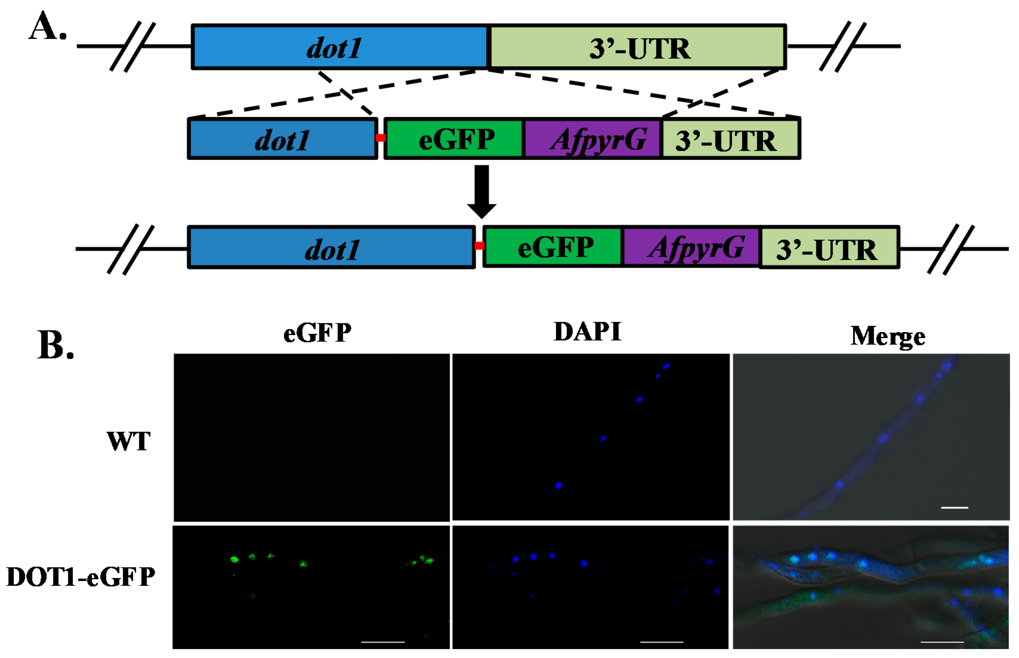 Toxins 09 00232 g008 550