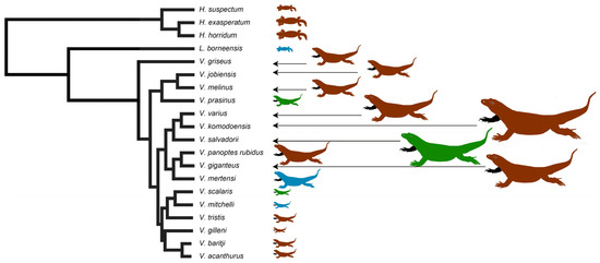 Toxins Free Full Text Enter The Dragon The Dynamic And Multifunctional Evolution Of Anguimorpha Lizard Venoms Html