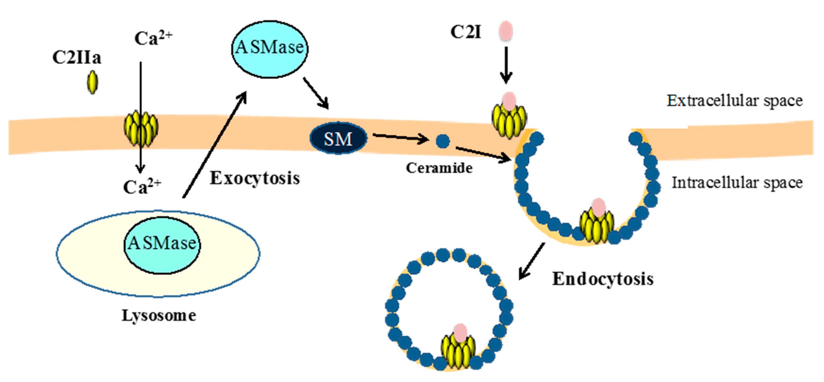 Toxins 09 00247 g002 550