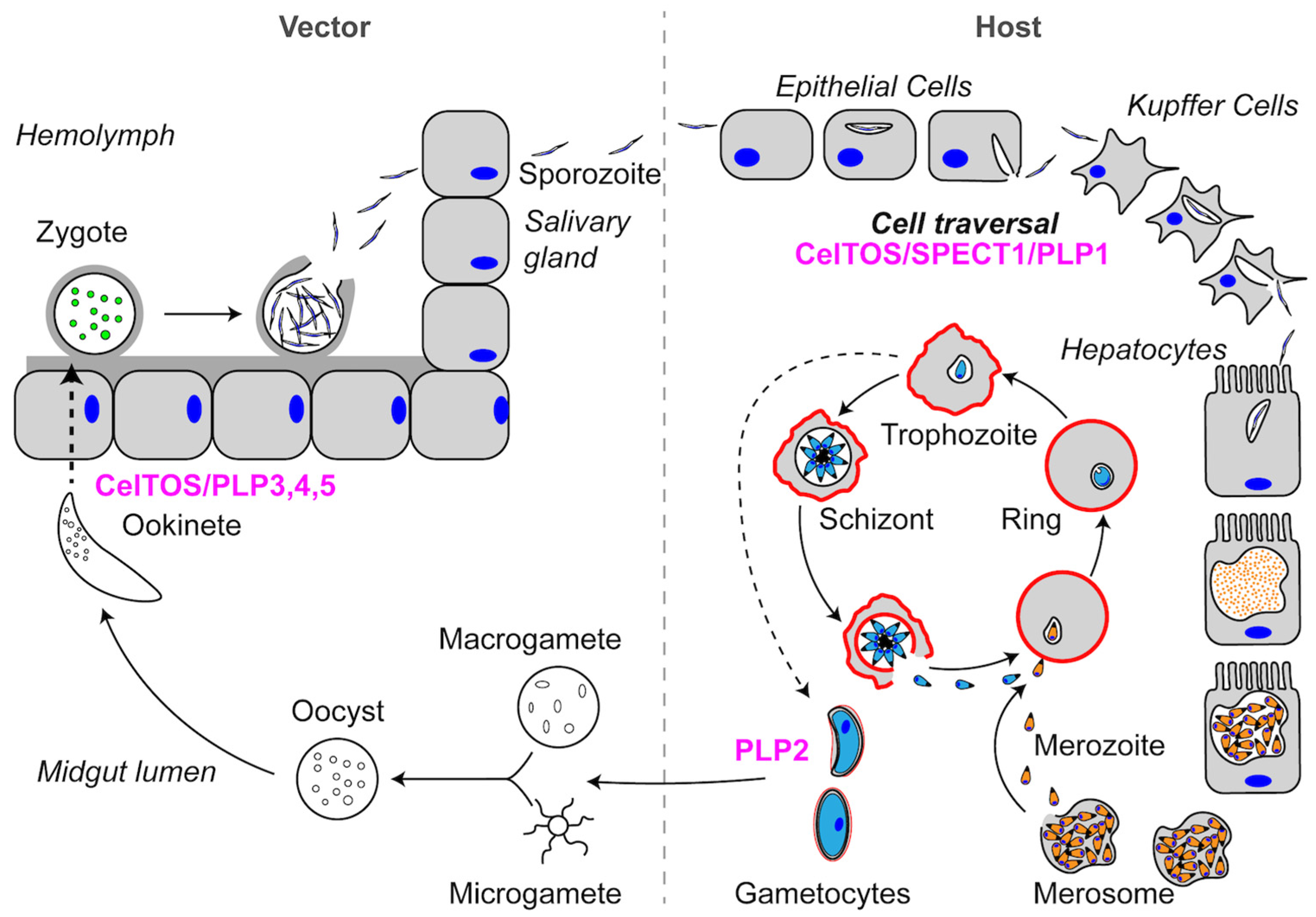 Toxins 09 00265 g002