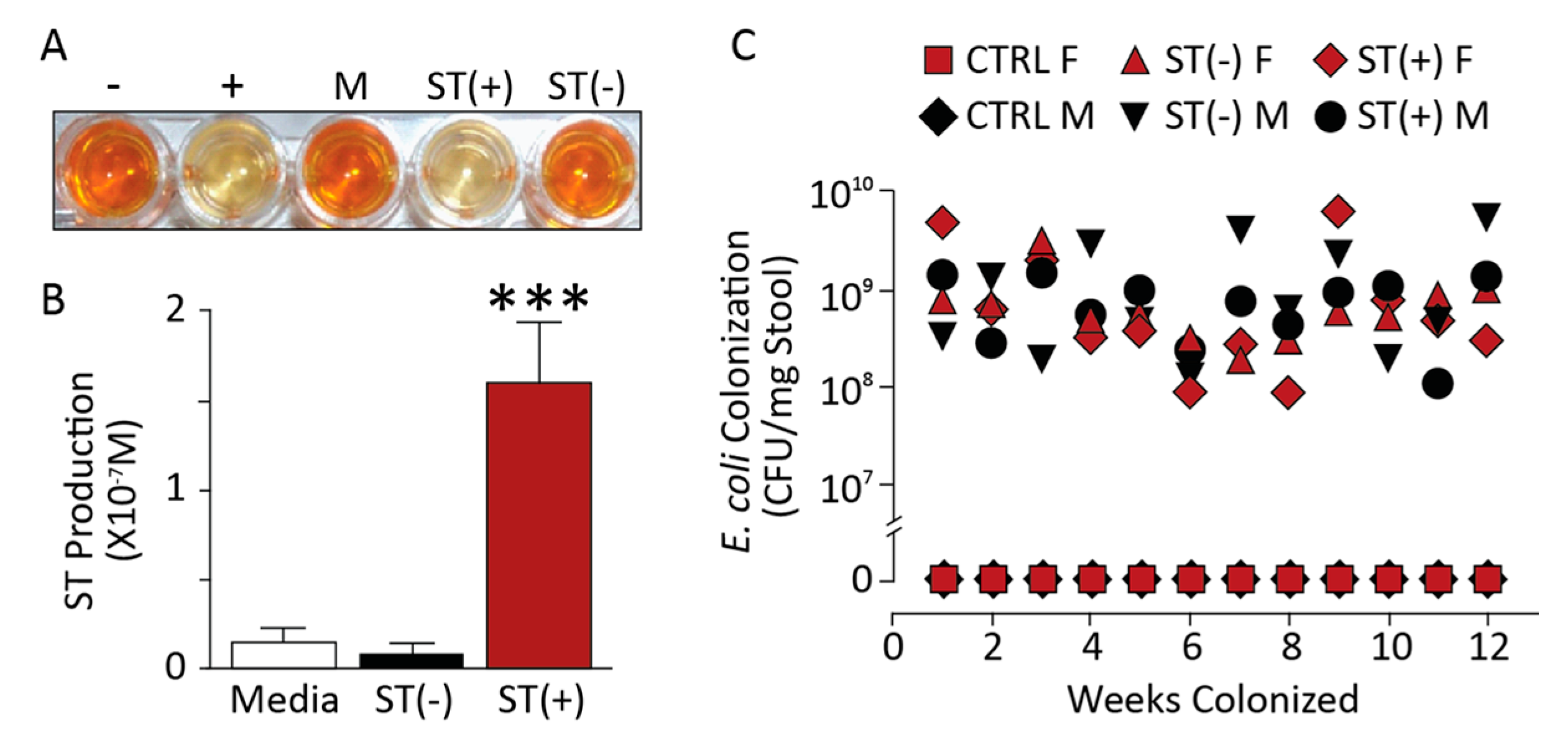 Toxins Free Full Text St Producing E Coli Oppose Carcinogen Induced Colorectal Tumorigenesis In Mice