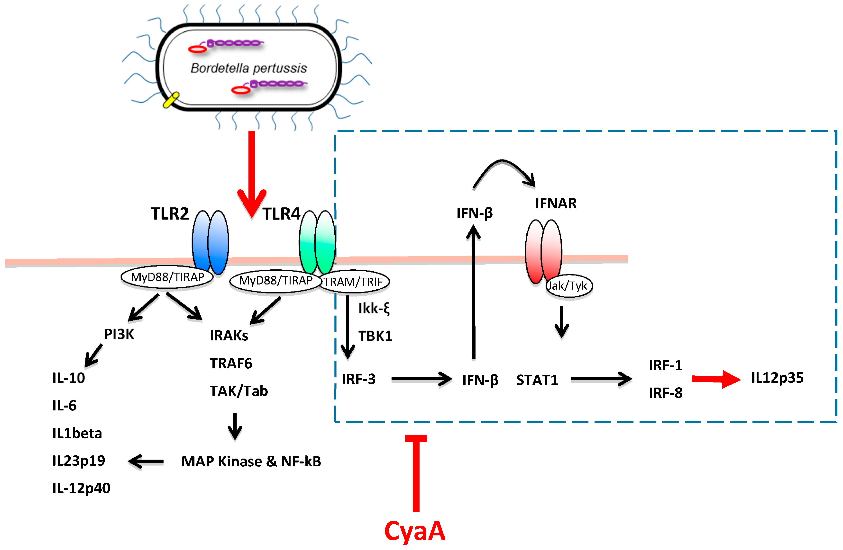 Toxins 09 00293 g004
