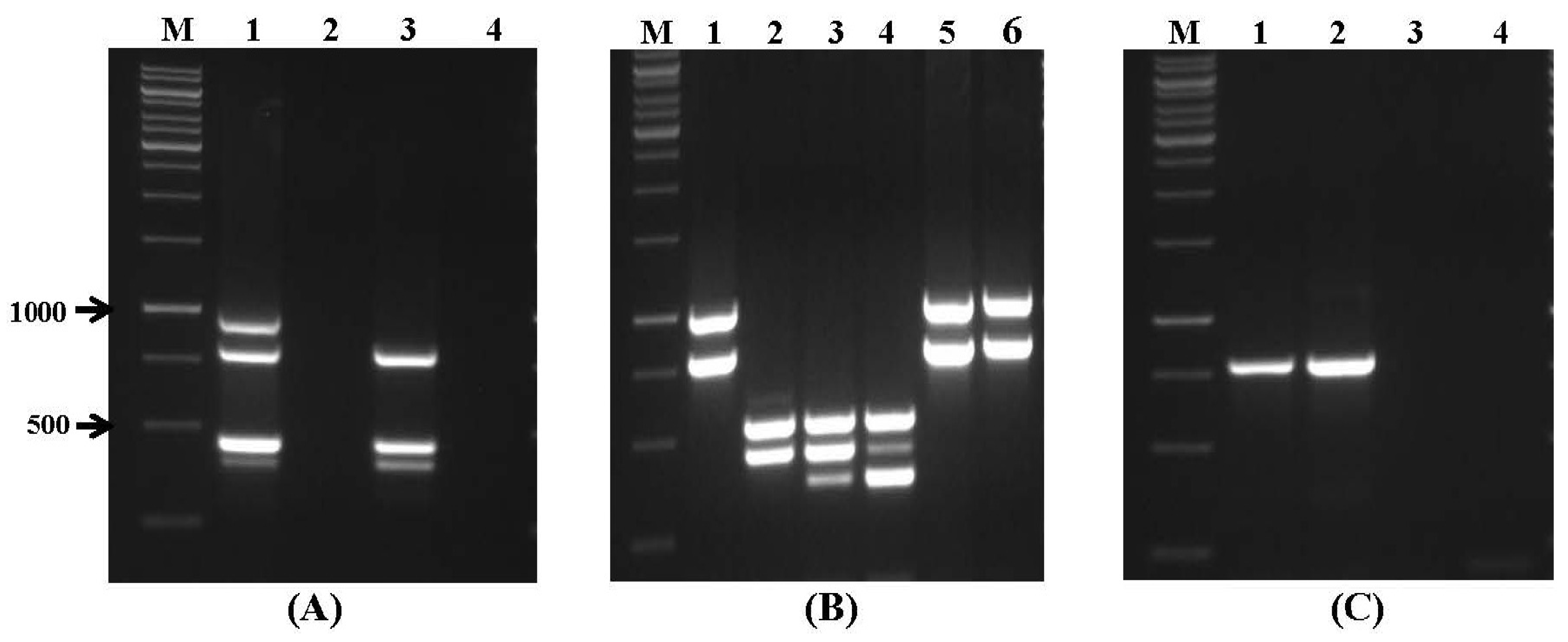 Toxins 09 00302 g002 Toxins 09 00302 g002