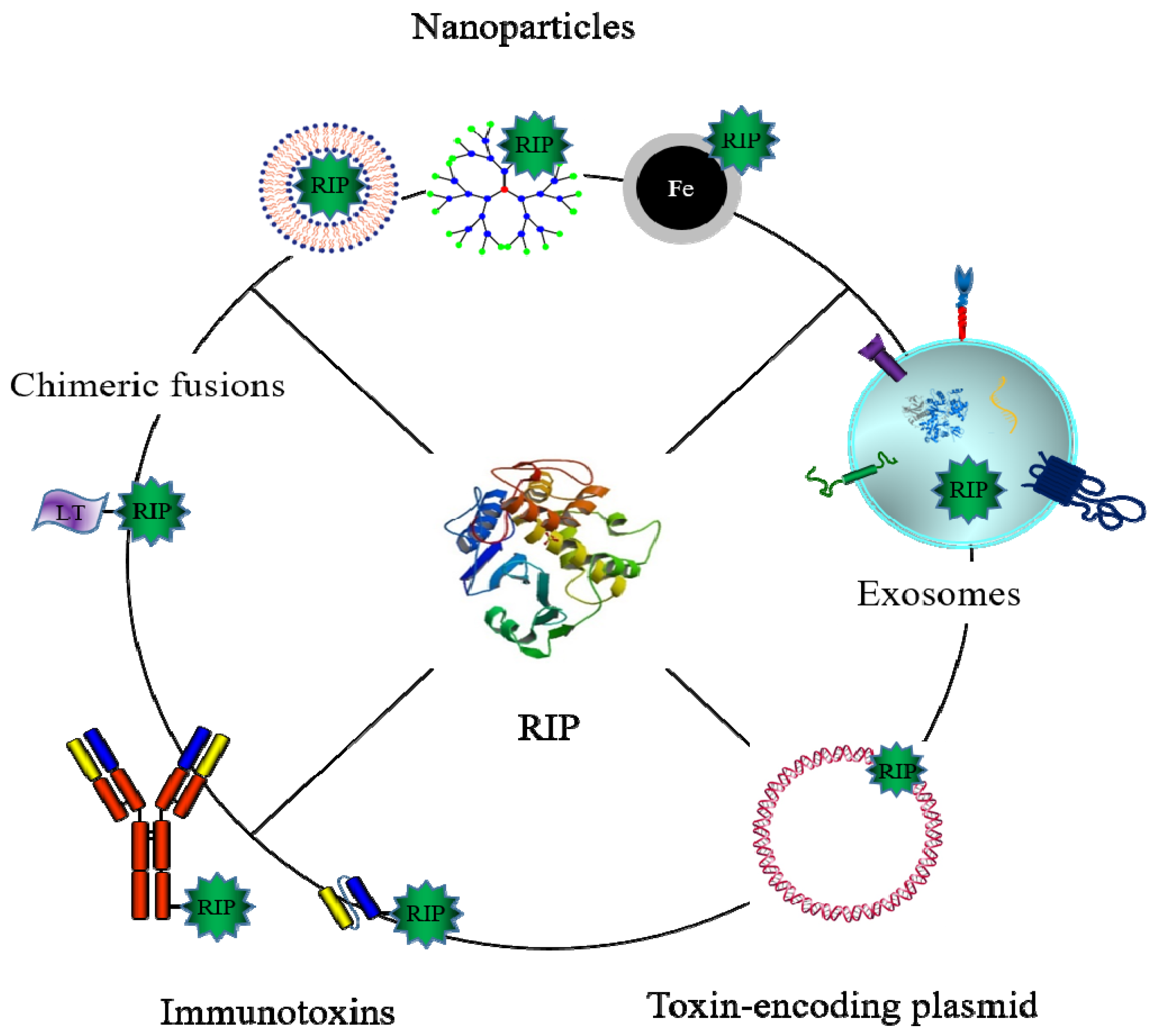 Toxins Free Full Text Plant Ribosome Inactivating Proteins Progesses Challenges And Biotechnological Applications And A Few Digressions Html
