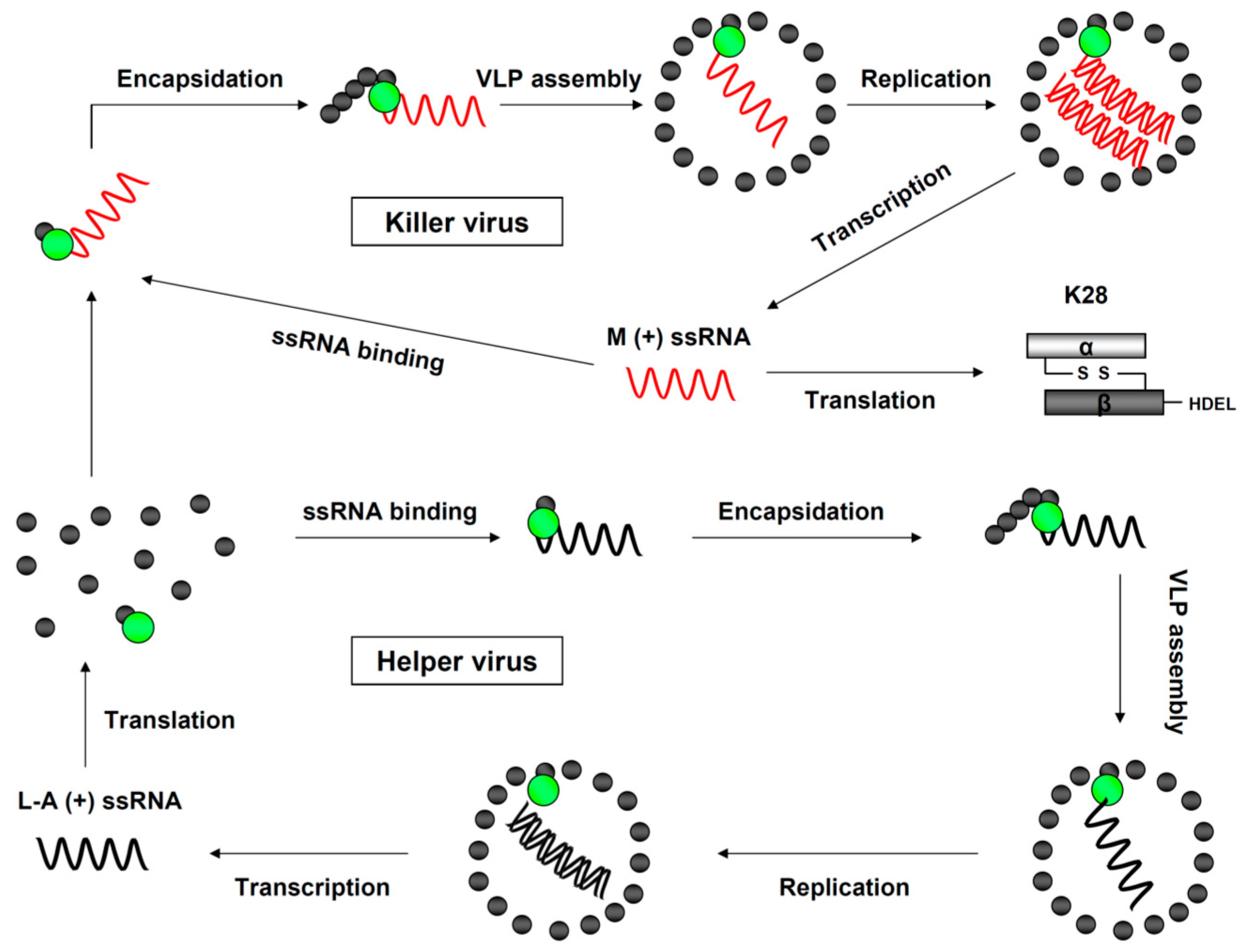 Toxins Free Full Text Yeast Killer Toxin K28 Biology And Unique Strategy Of Host Cell Intoxication And Killing Html Toxins Free Full Text Yeast Killer Toxin K28 Biology And Unique Strategy Of Host Cell Intoxication And Killing Html