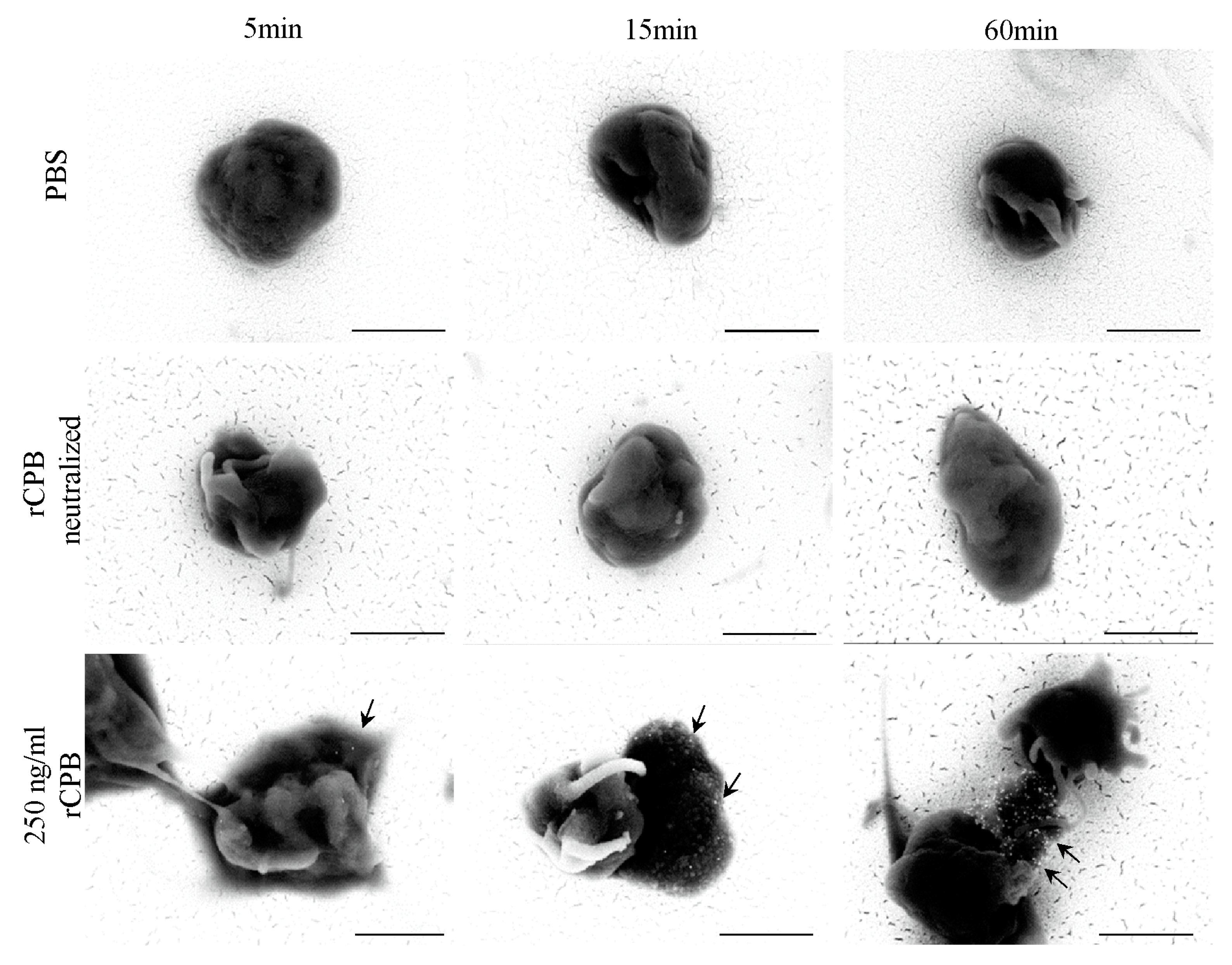 Toxins 09 00336 g005 Toxins 09 00336 g005