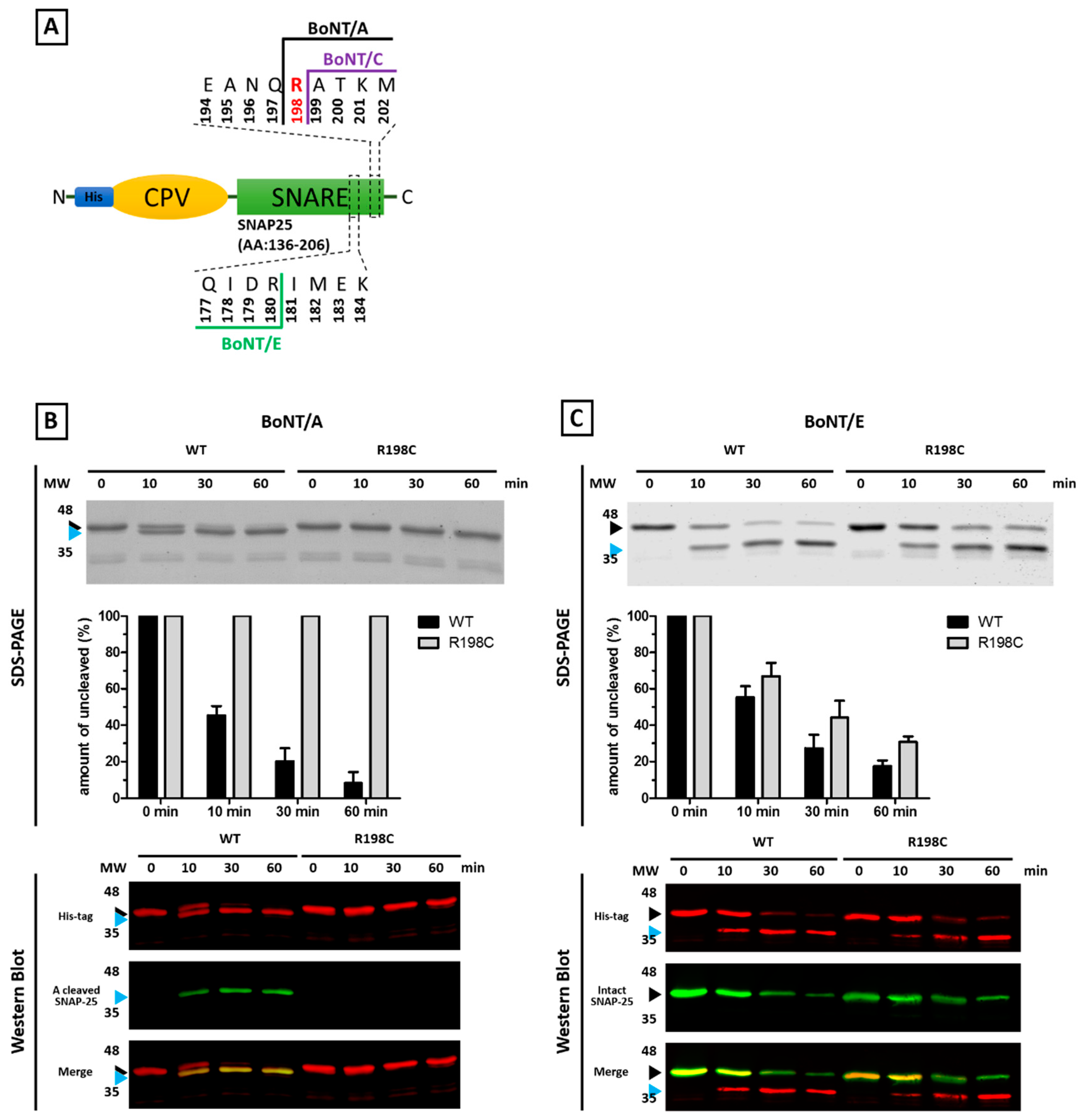 Toxins 09 00404 g004 Toxins 09 00404 g004
