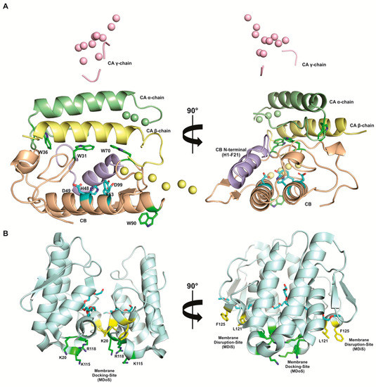 Secreted Phospholipases A2 from Animal Venoms in Pain and