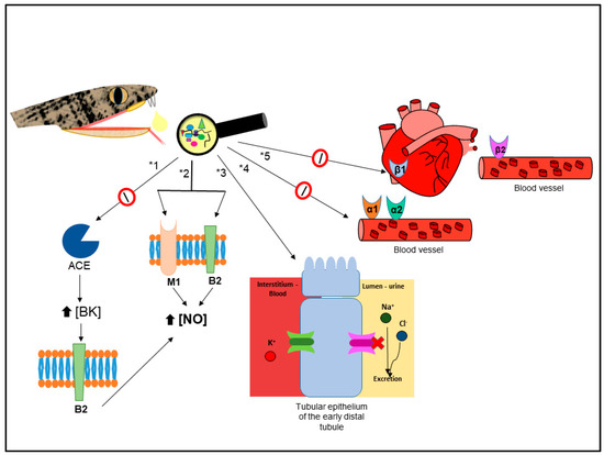 Revisiting the Therapeutic Potential of Bothrops jararaca