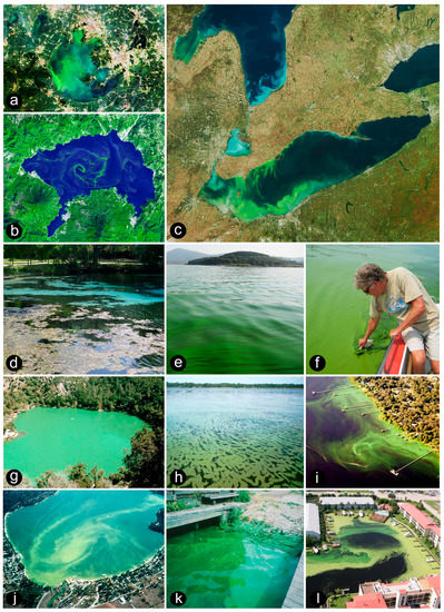 Mitigating the Expansion of Harmful Algal Blooms Across the  Freshwater-to-Marine Continuum