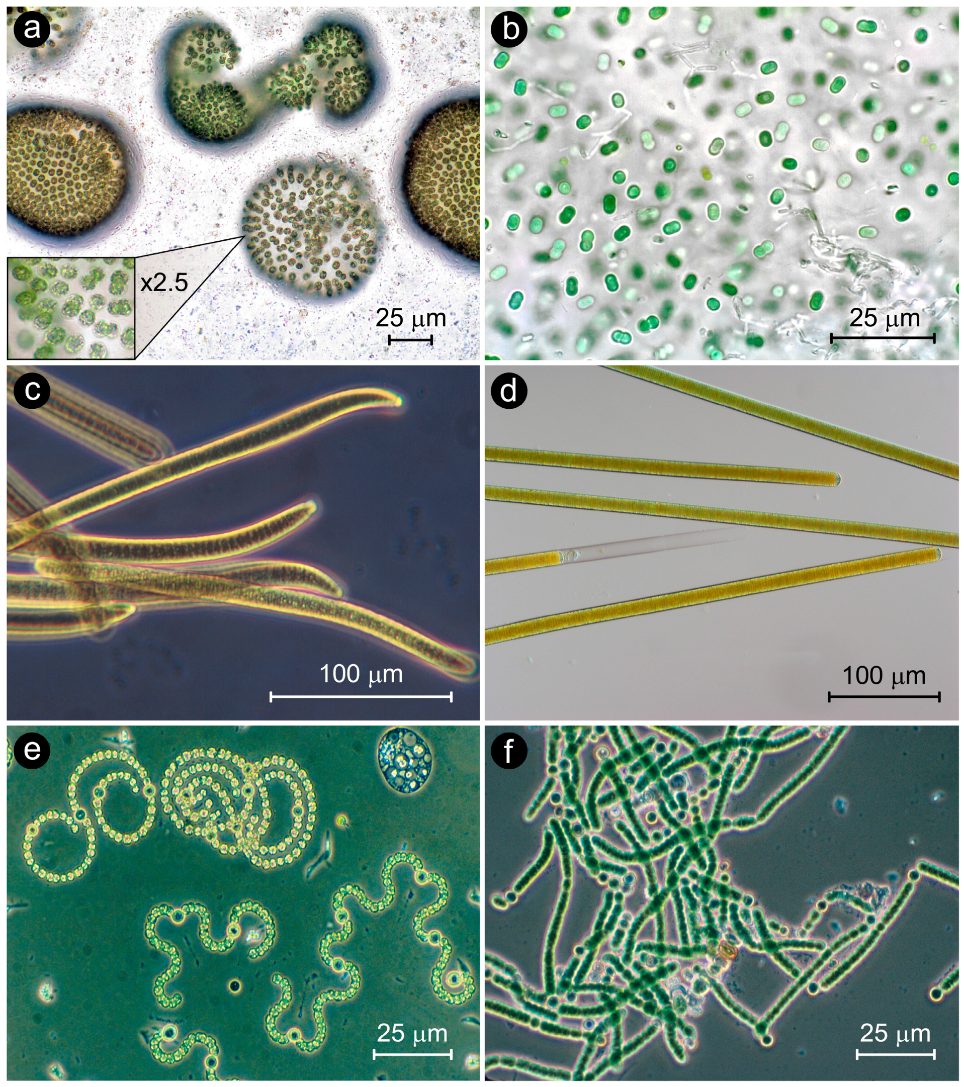 Toxins 10 00076 g002