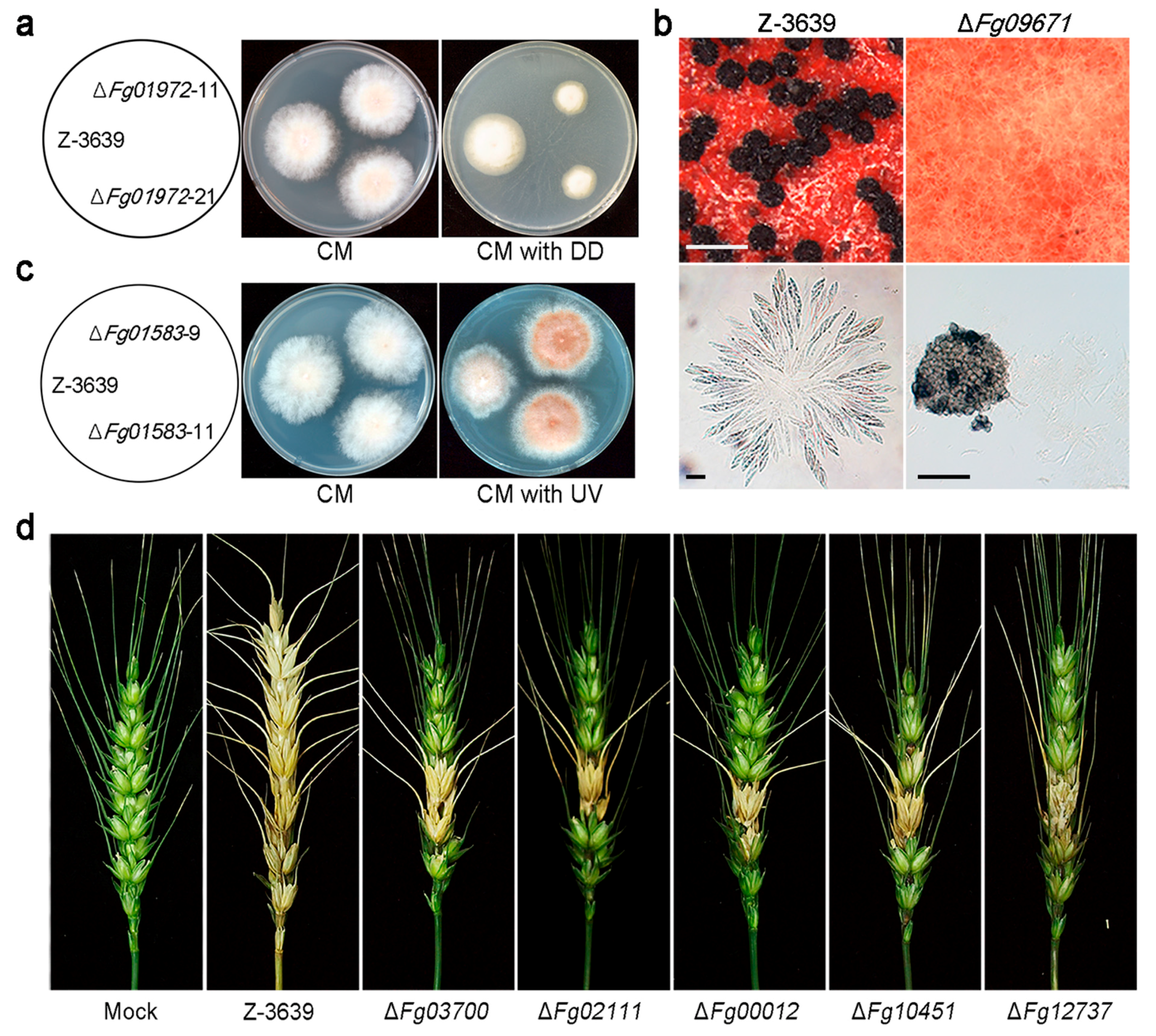 Toxins Free Full Text Fungal Cytochrome P450s And The P450 Complement Cypome Of Fusarium Graminearum Html