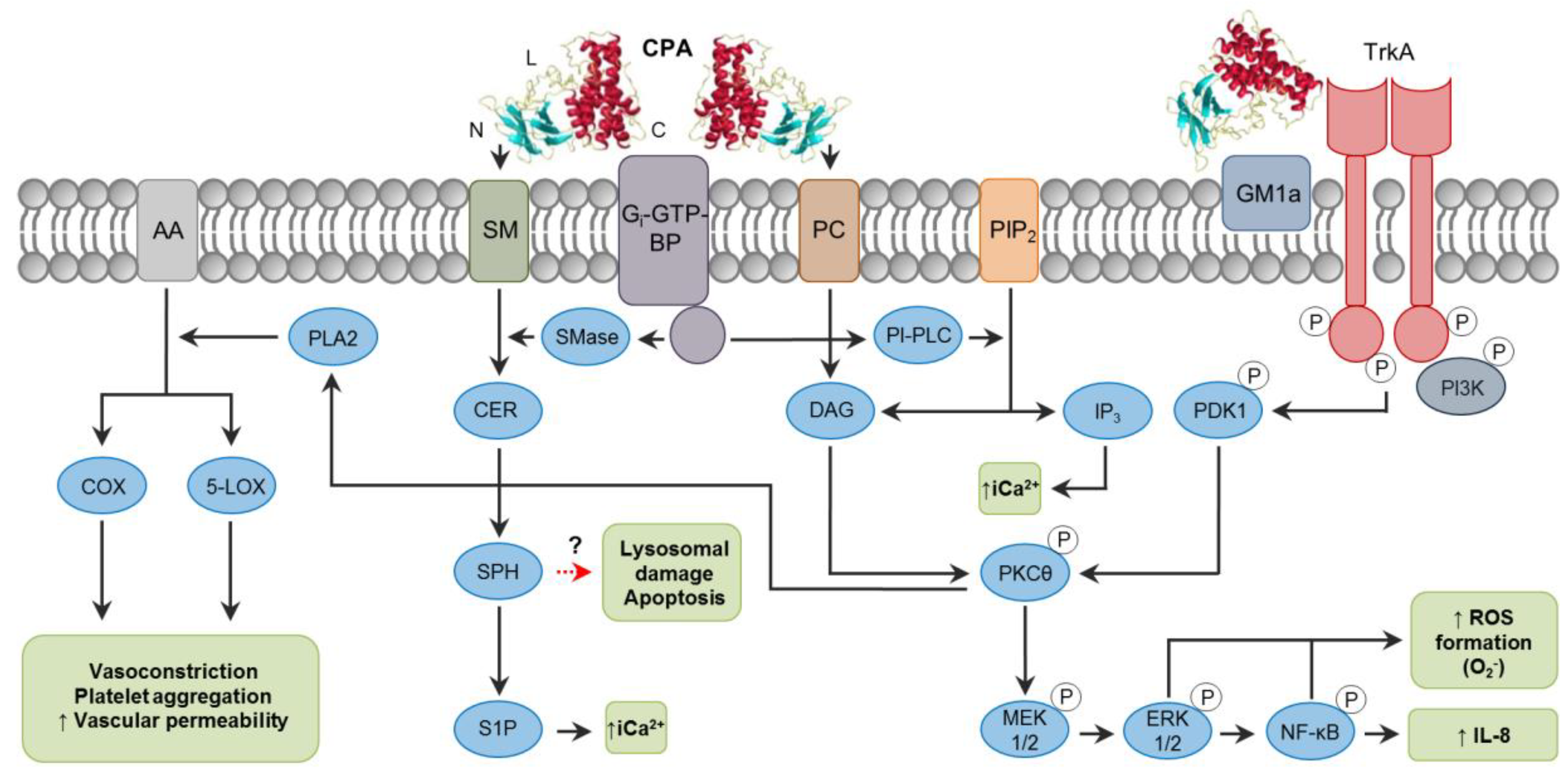 Toxins Free Full Text Mechanisms Of Action And Cell Death Associated With Clostridium Perfringens Toxins Html