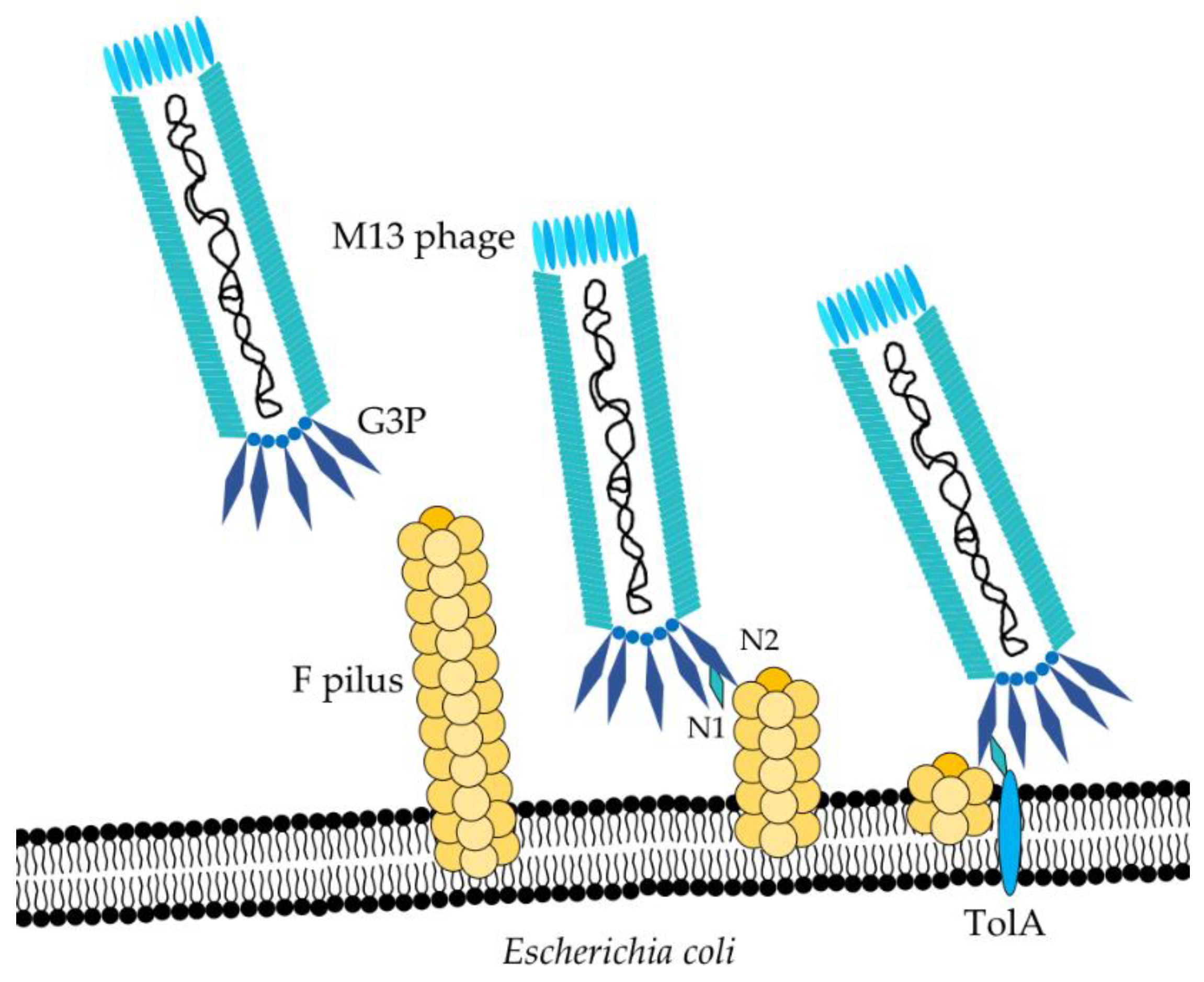 Basics of Antibody Phage Display Technology. 