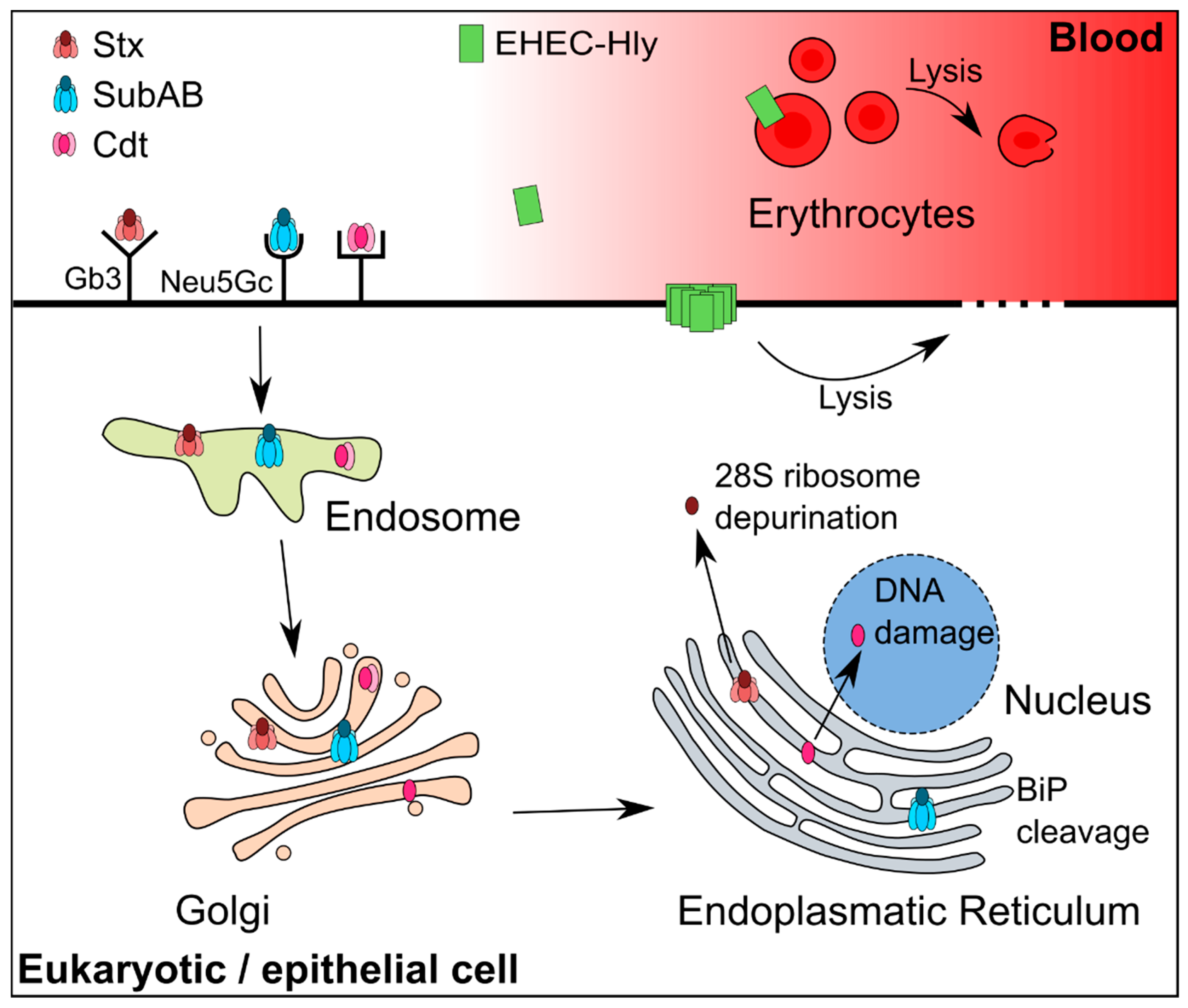 Toxins Free FullText Toxins of Locus of Enterocyte Effacement