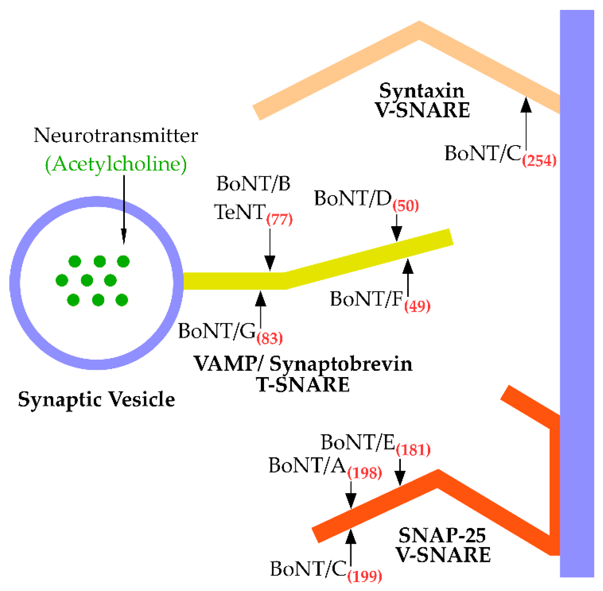 Toxins 10 00268 g002 Toxins 10 00268 g002