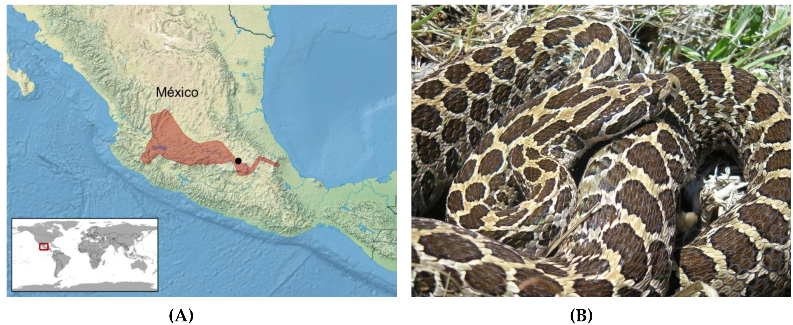 Snake Venomics of the Central American Rattlesnake Crotalus simus