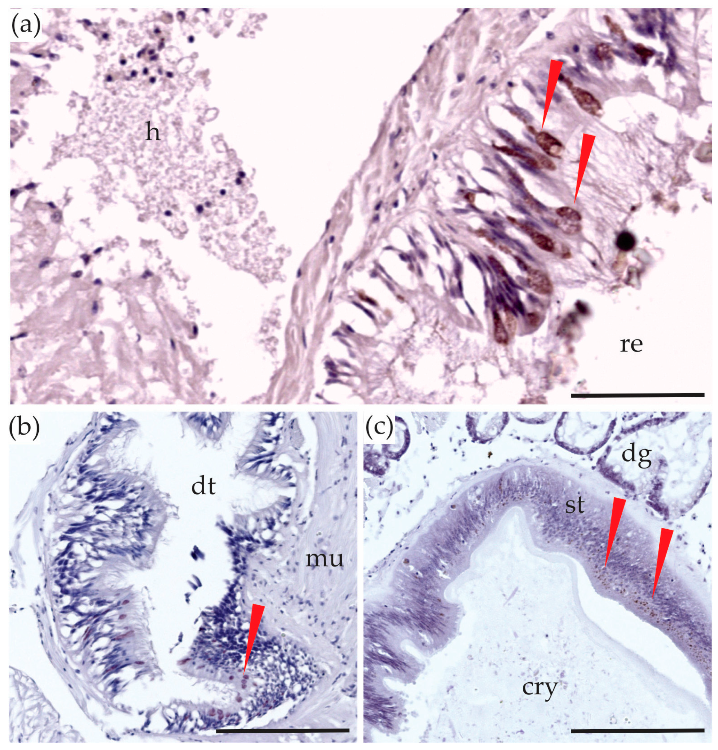 Toxins 10 00282 g003