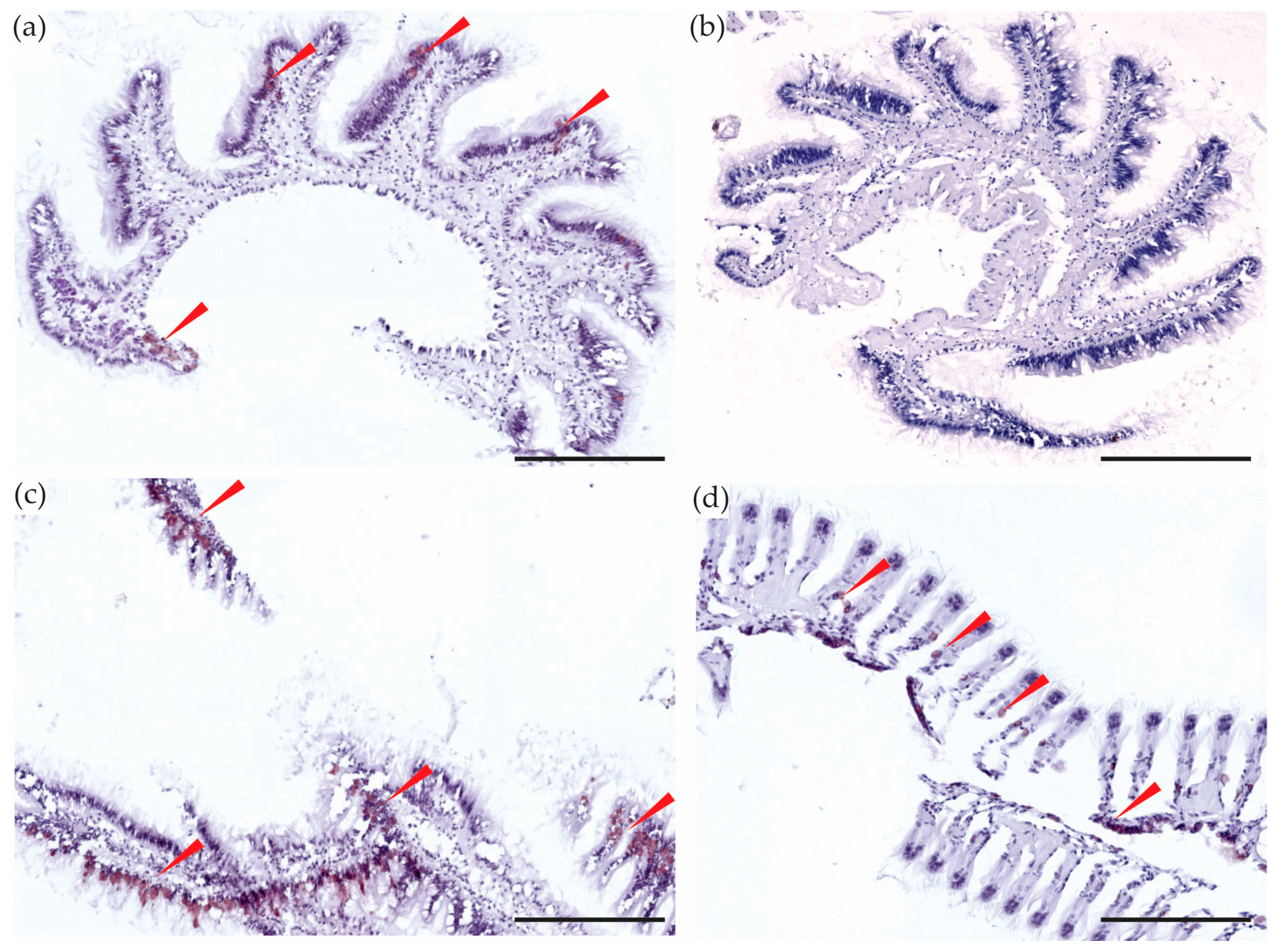 Toxins 10 00282 g005