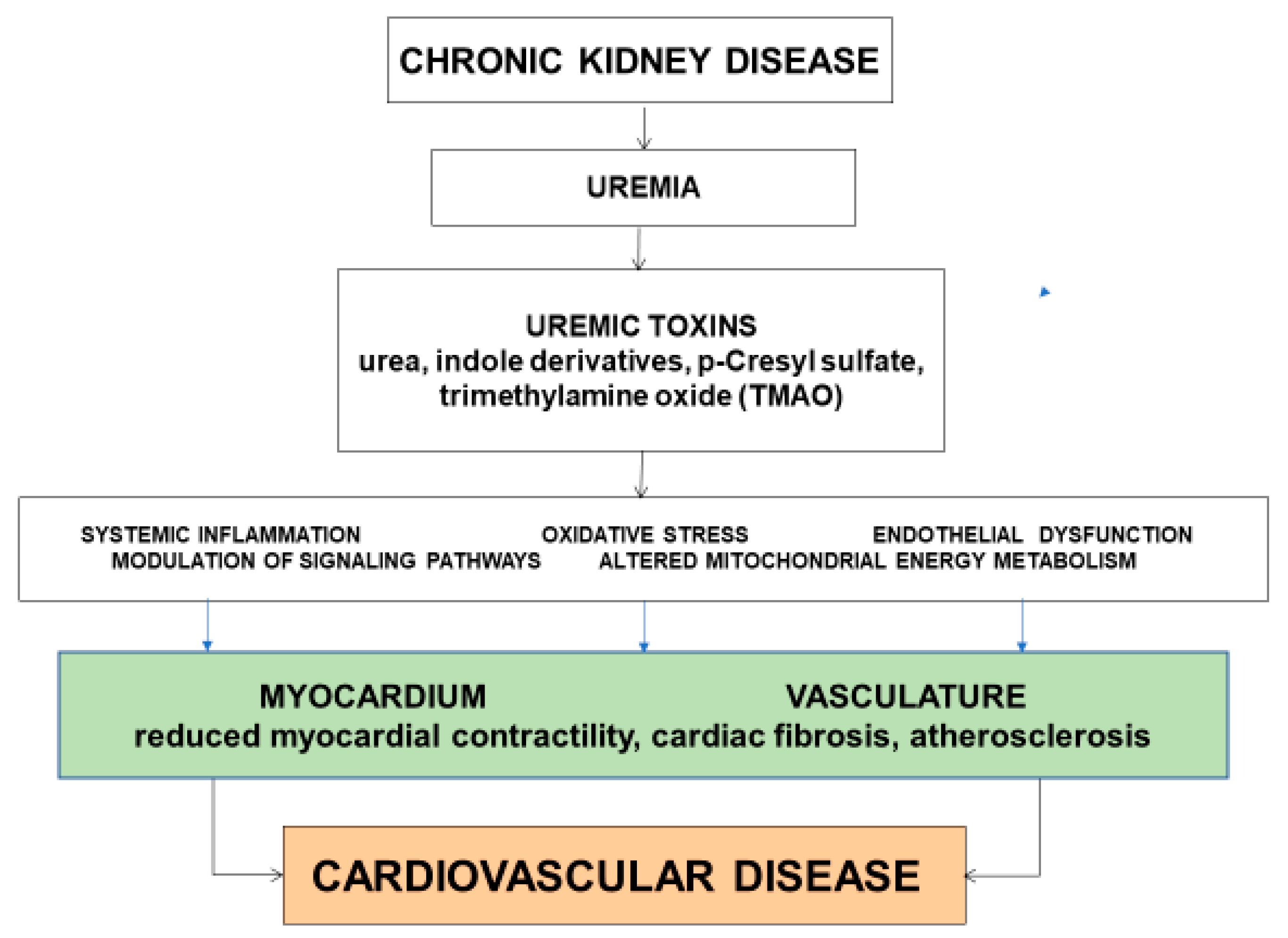 Toxins | Free Full-Text | Gut Microbiota and Cardiovascular Uremic  Toxicities
