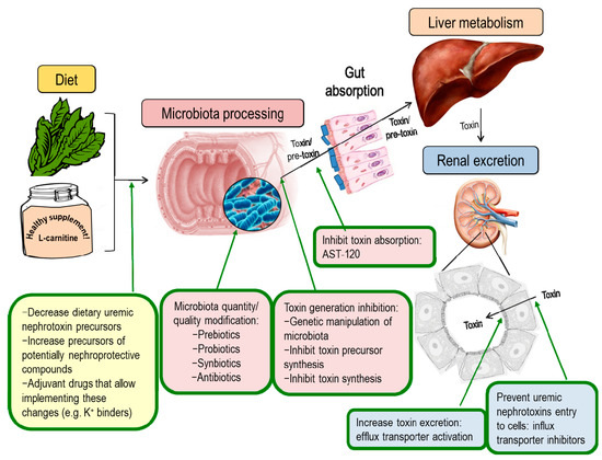 Impact of Altered Intestinal Microbiota on Chronic Kidney