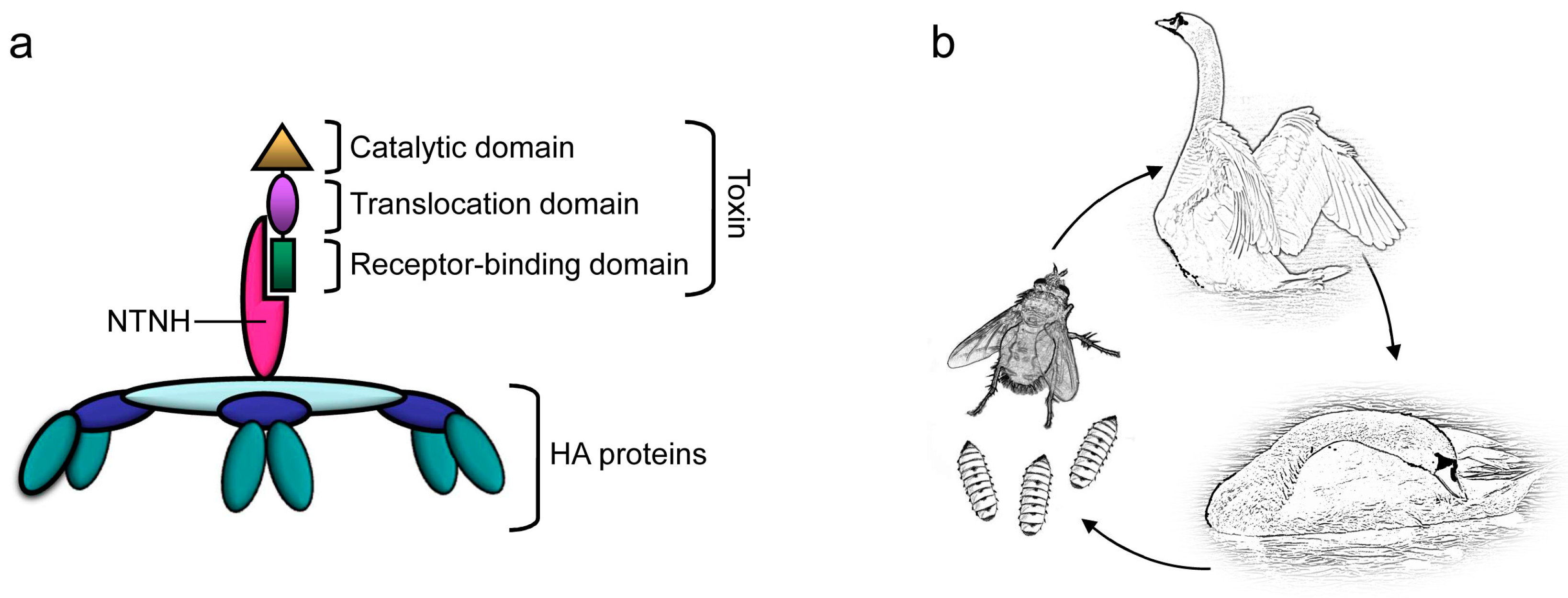 Toxins 10 00310 g003 Toxins 10 00310 g003