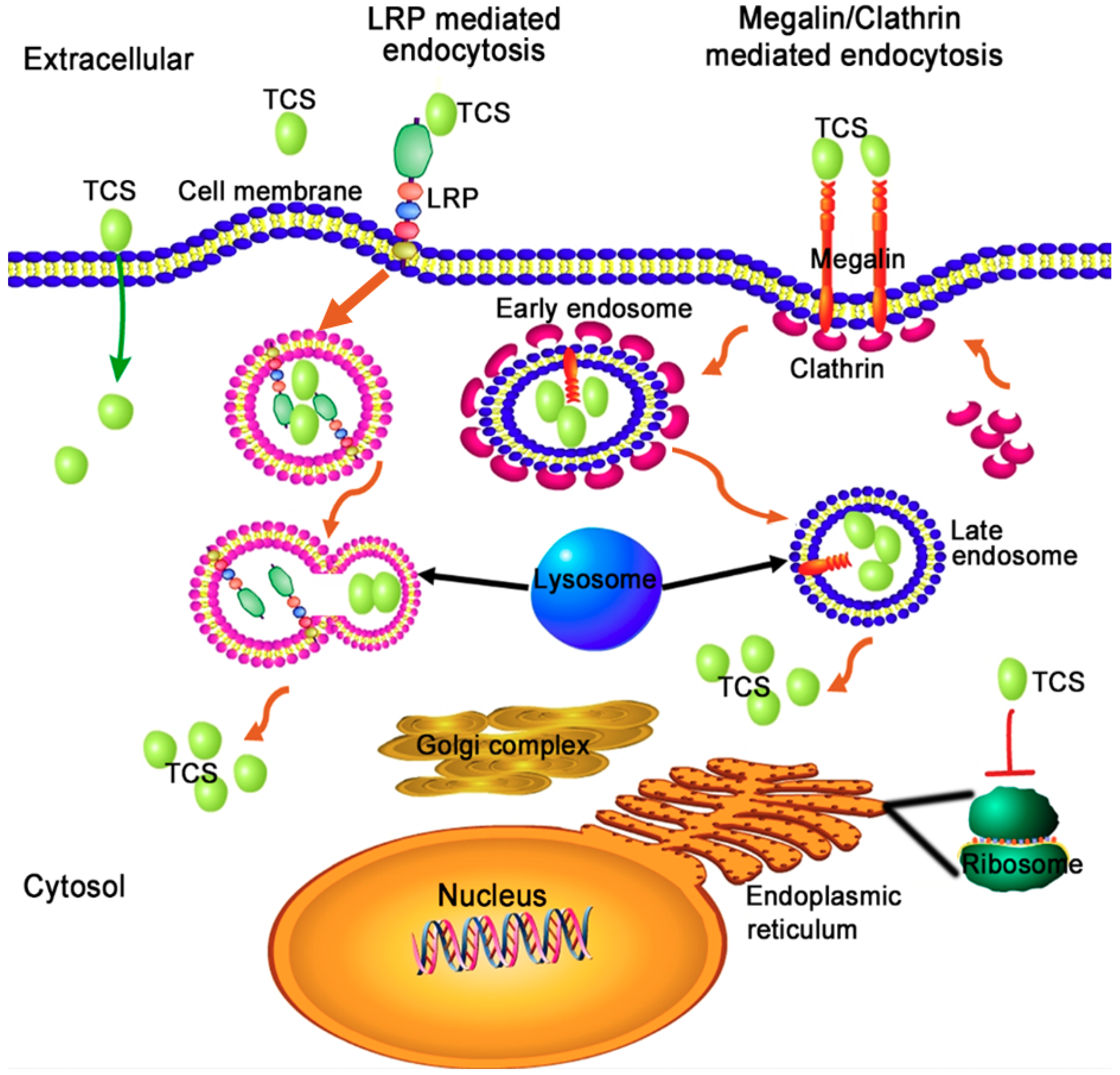 Toxins Free Full Text Structural And Functional Investigation And Pharmacological Mechanism Of Trichosanthin A Type 1 Ribosome Inactivating Protein Html