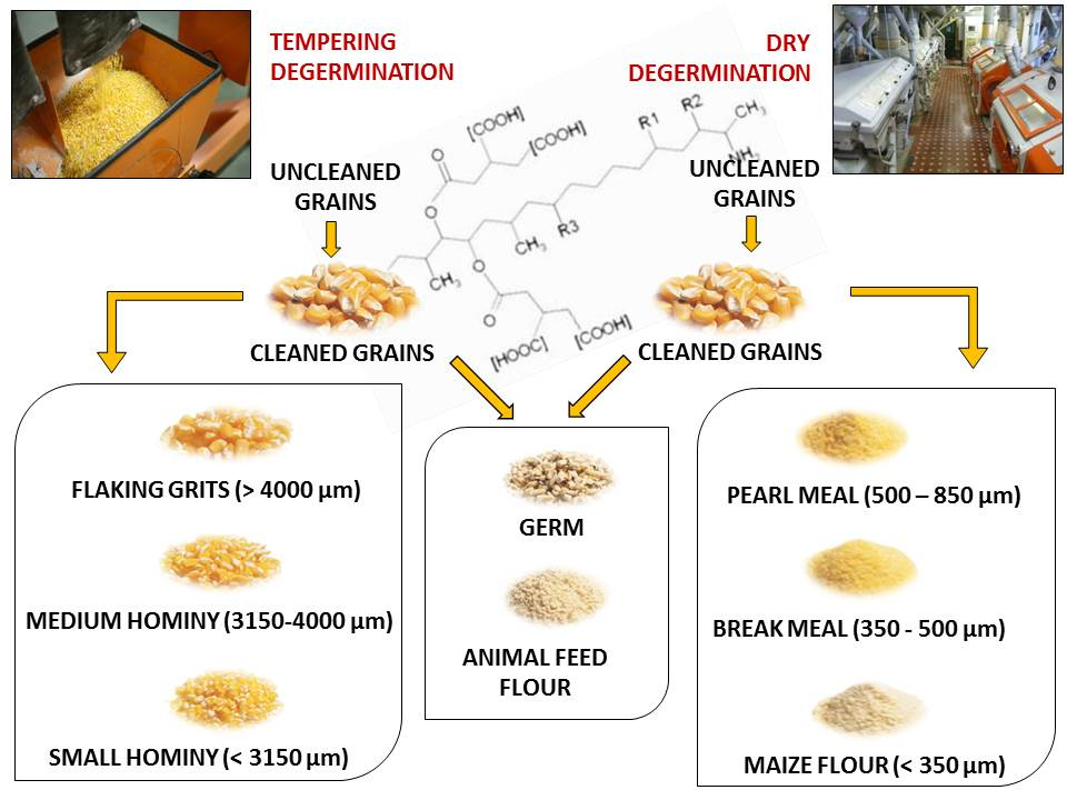 wet and dry milling of corn