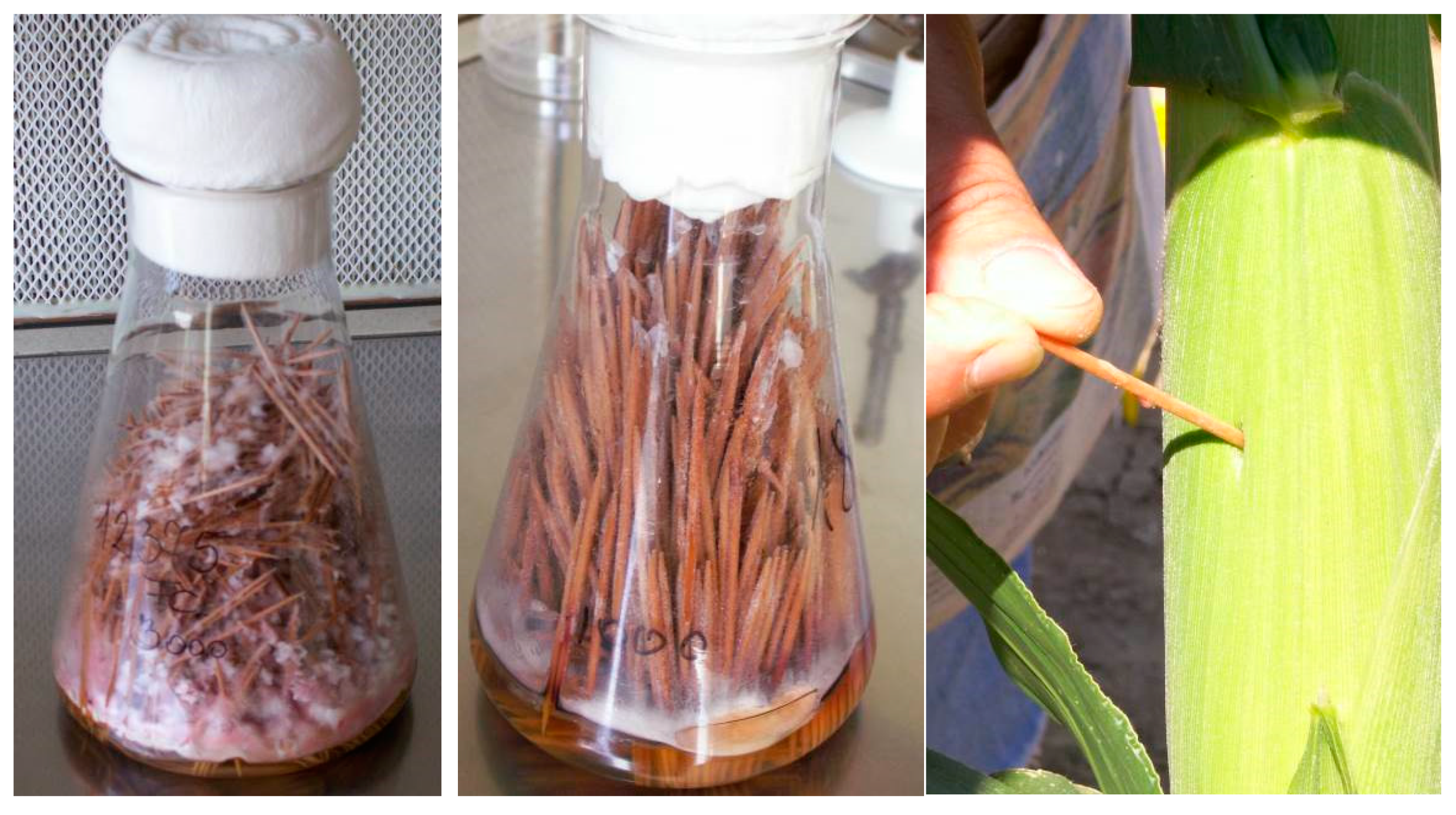 Toxins 10 00372 g008