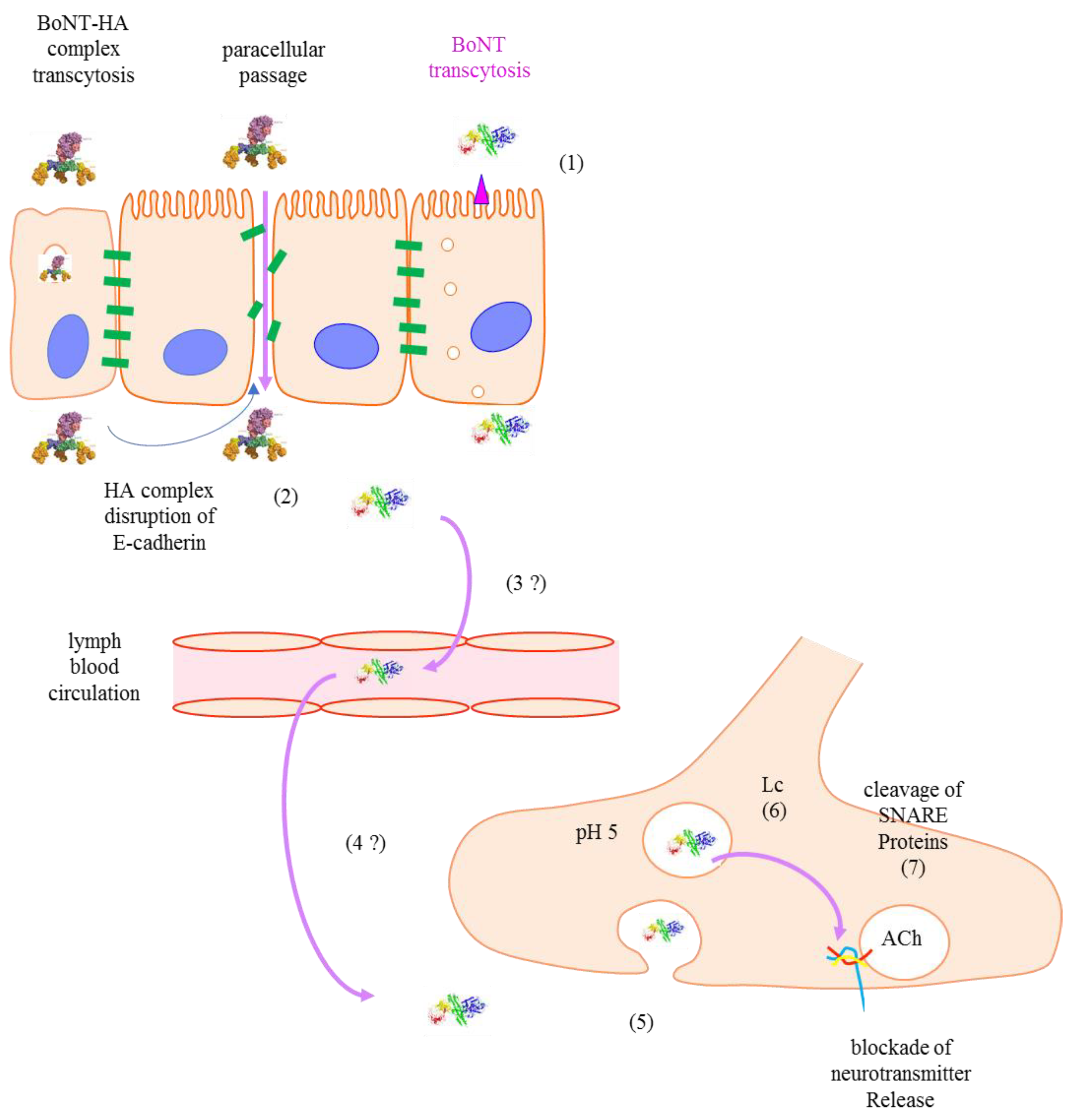 Toxins 10 00374 g002