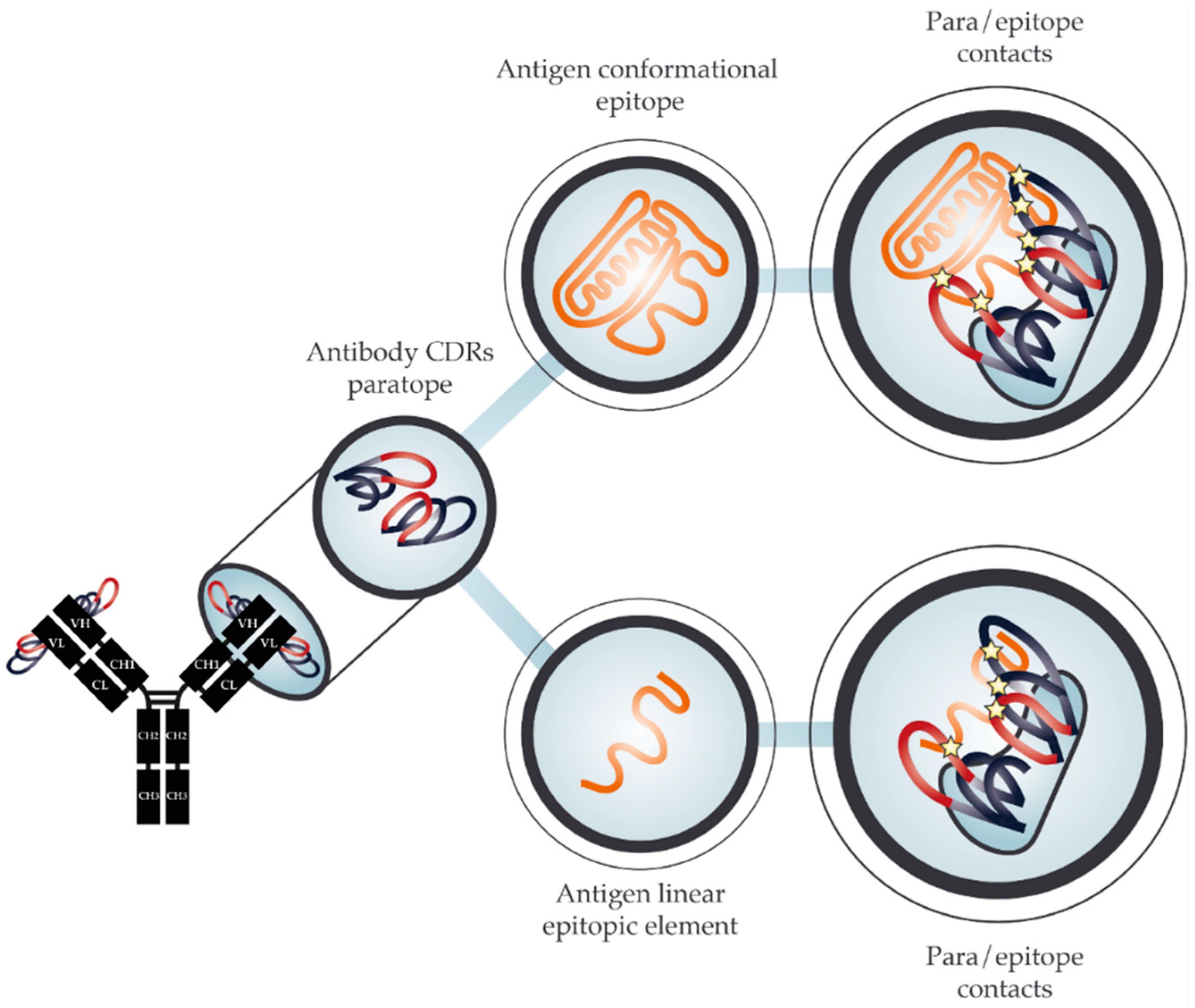 Toxins Free Full Text Antibody Cross Reactivity In
