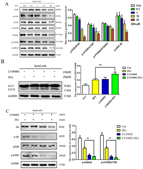 The Effects of Autophagy and PI3K/AKT/m-TOR Signaling