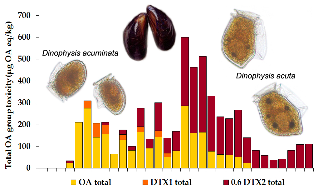 Toxins Free FullText Dinophysis acuta in Scottish Coastal Waters and Its Influence on