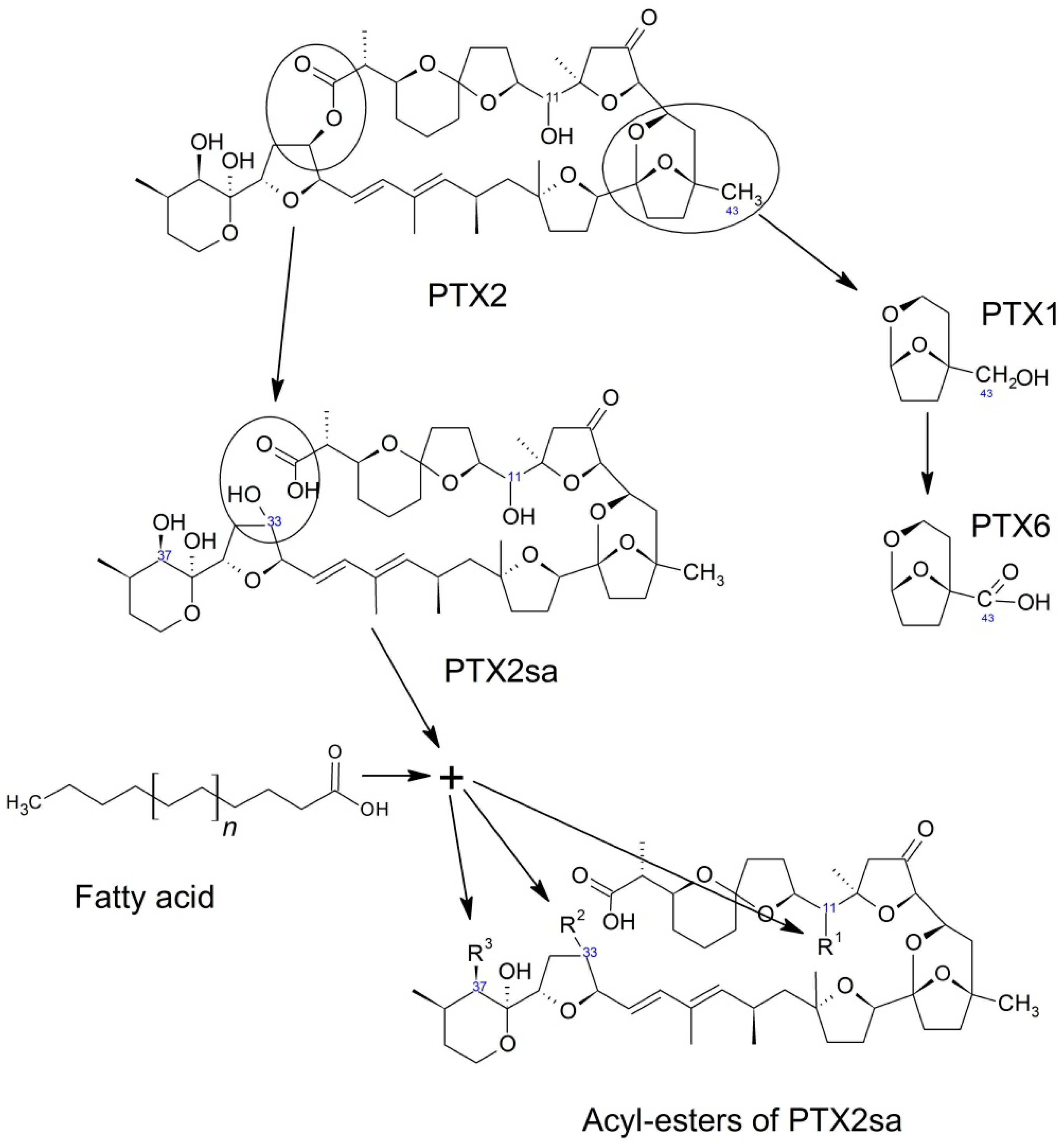 toxicity core shell nanoparticles in bivalves toxicity core shell nanoparticles in bivalves